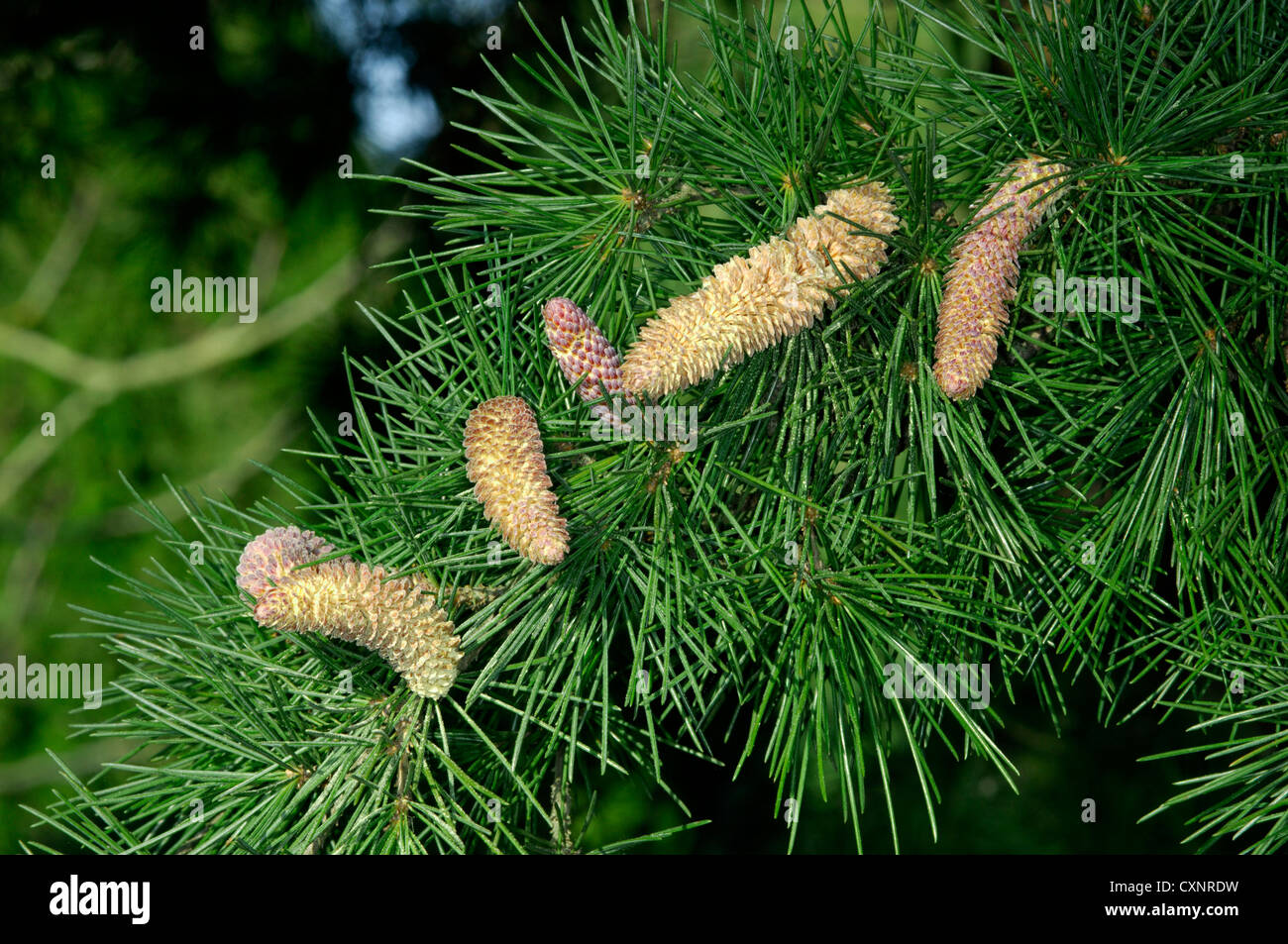 Deodar Cedrus deodara (Pinaceae) Stock Photo