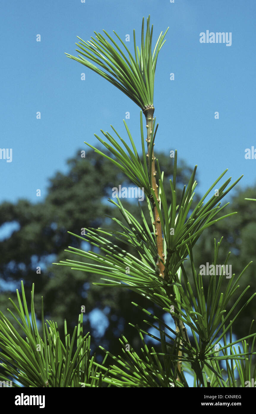 Japanese Umbrella Pine Sciadopitys verticillata (Taxodiaceae) Stock Photo