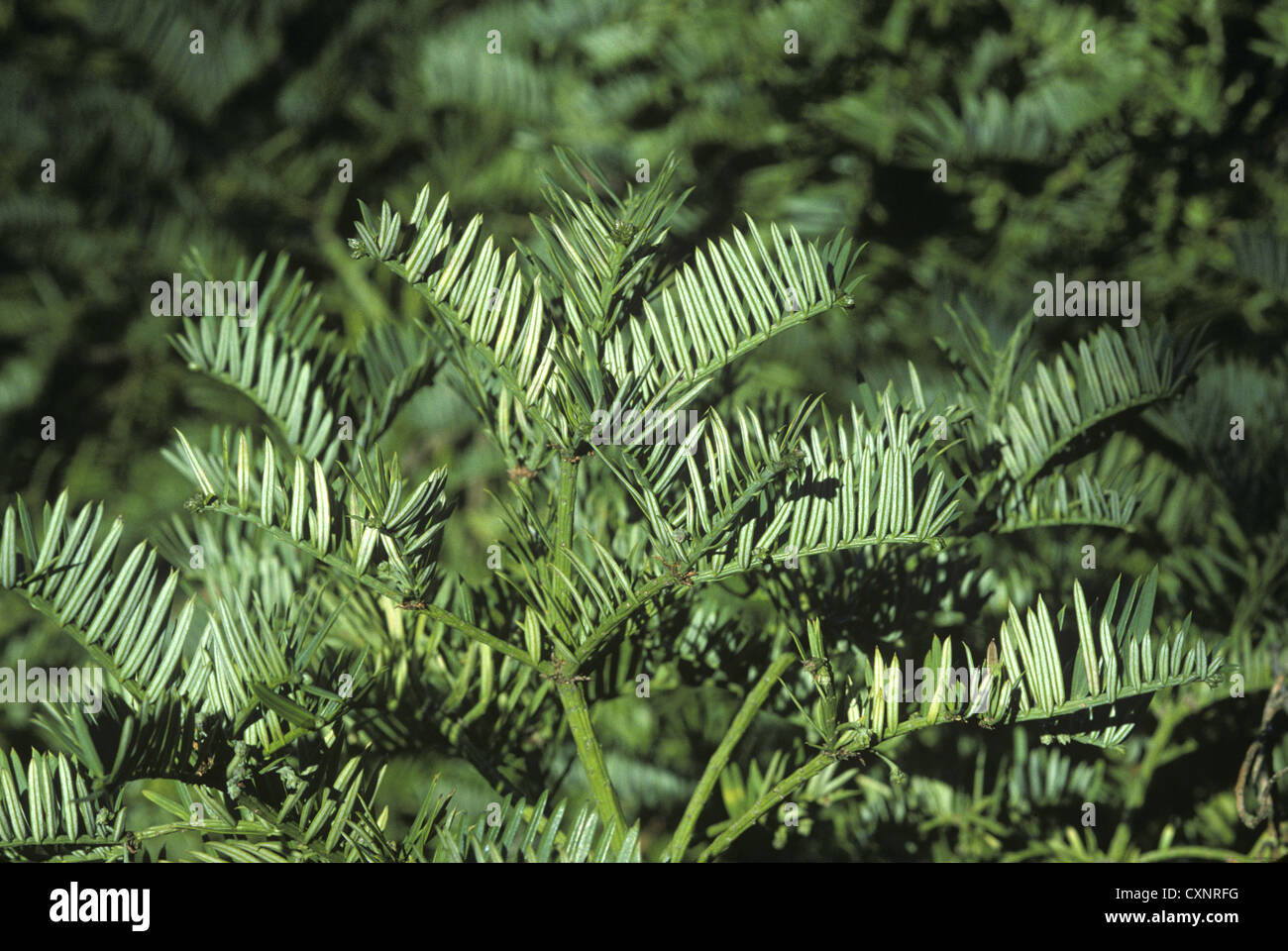 Prince Albert’s Yew Saxegothaea conspicua (Podocarpaceae) Stock Photo