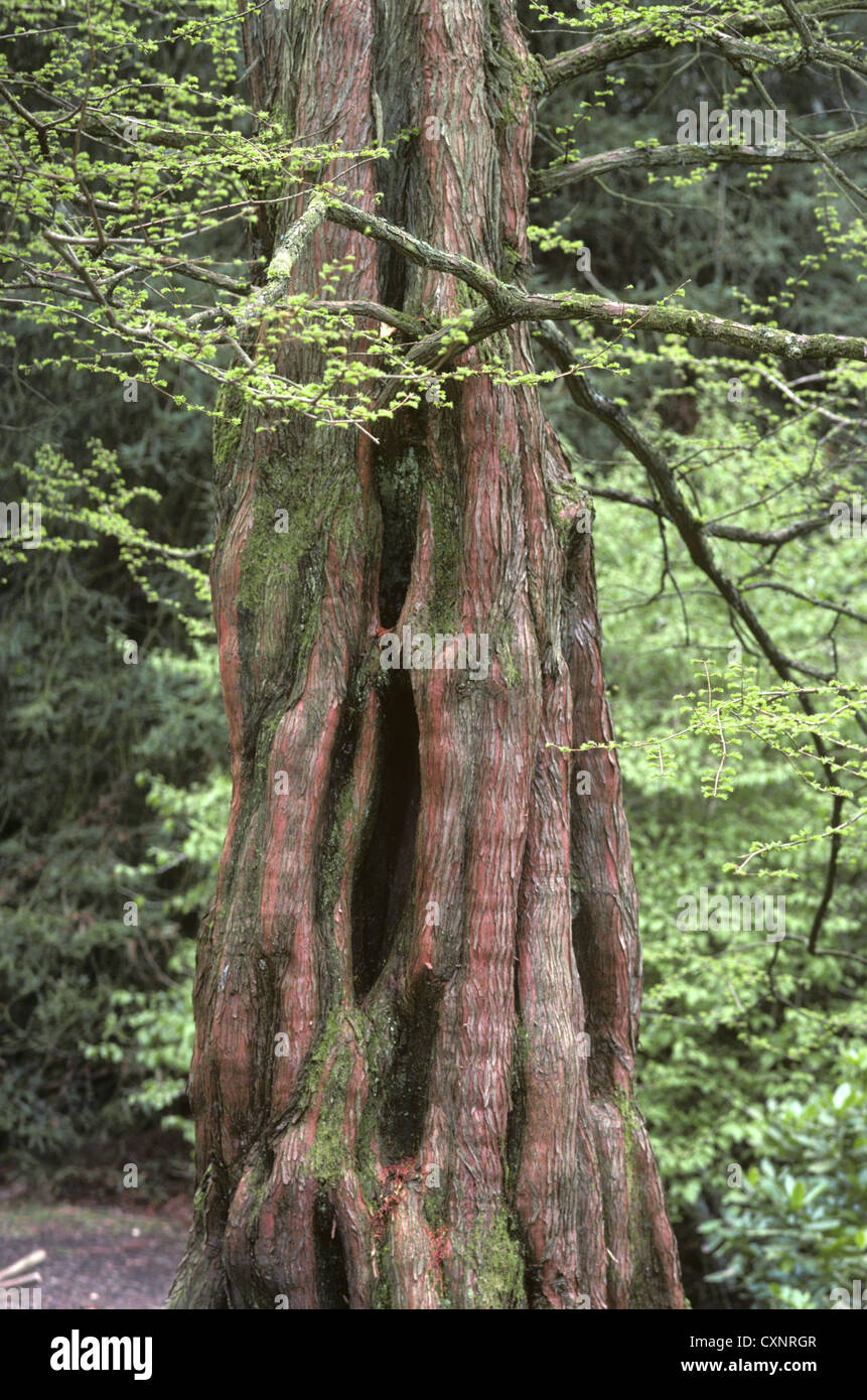Dawn redwood china hires stock photography and images Alamy