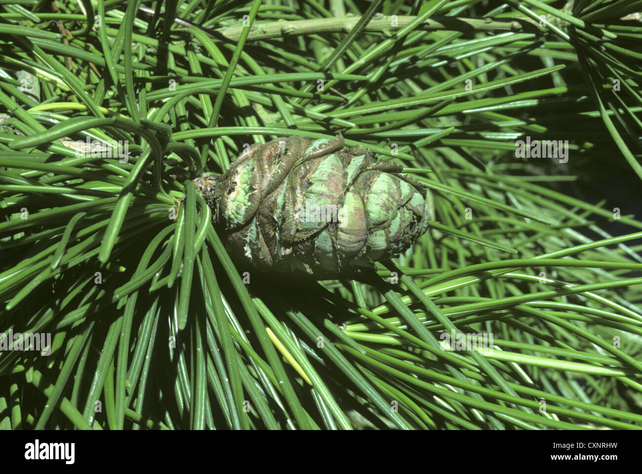 Japanese Umbrella Pine Sciadopitys verticillata (Taxodiaceae Stock