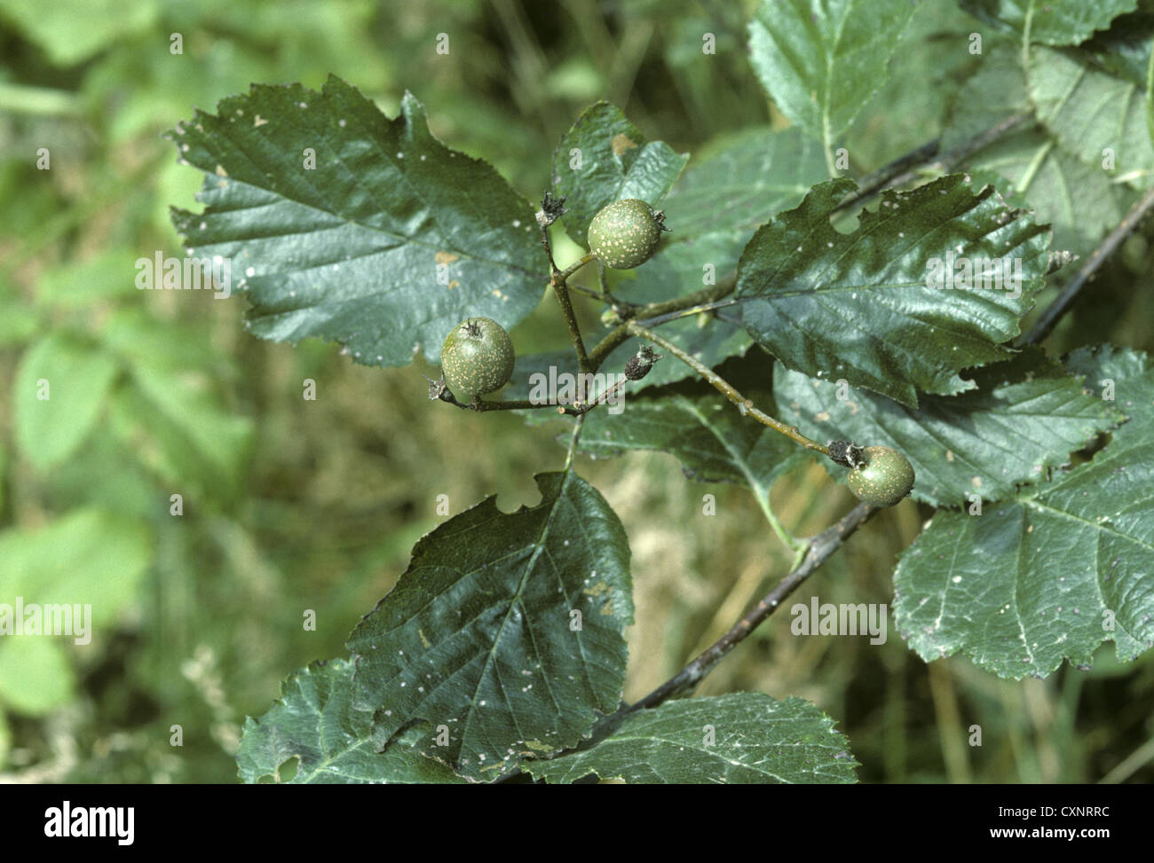 French Hales Sorbus devoniensis (Rosaceae) Stock Photo