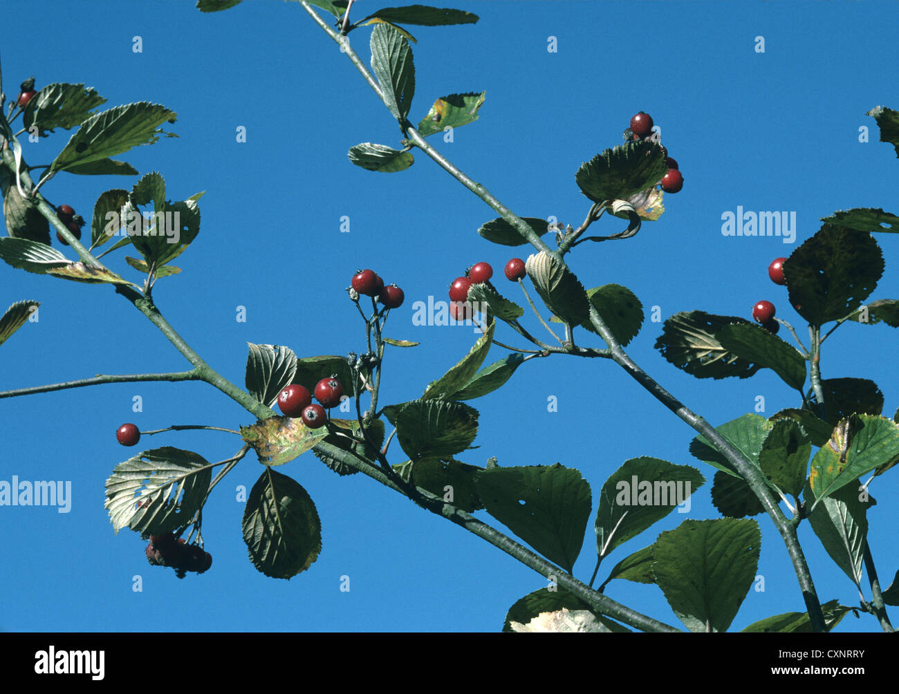 Cliff Whitebeam Sorbus rupicola (Rosaceae) Stock Photo