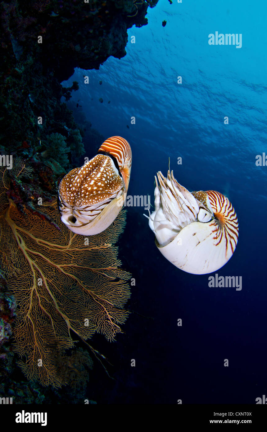 Chambered Nautilus, Palau Micronesia Stock Photo