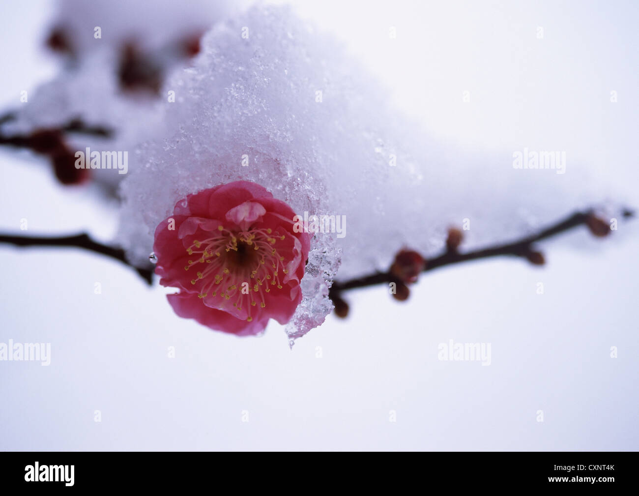 Japanese apricot tree hires stock photography and images Alamy