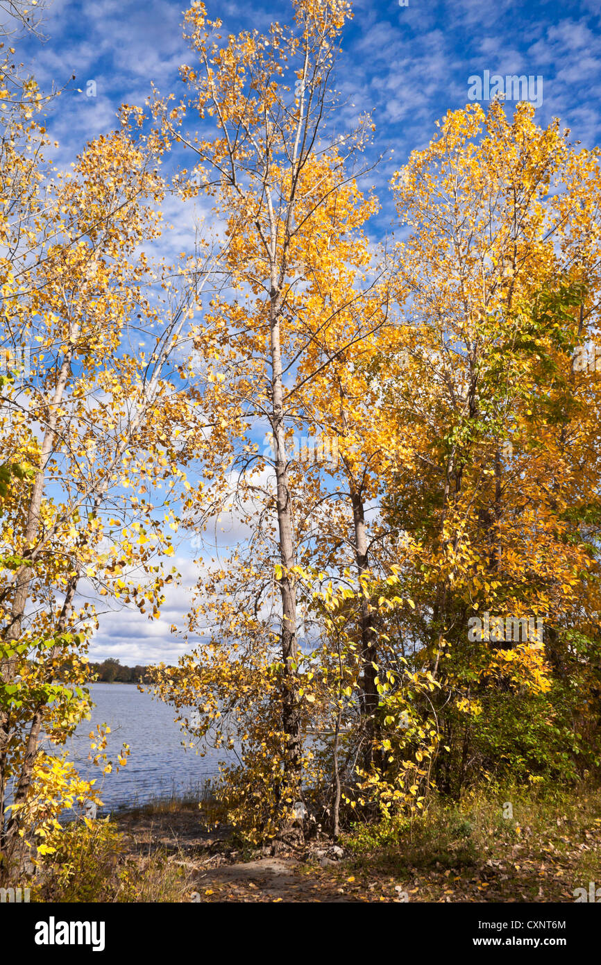 Yellow leafs trees near the river side against the blue sky with clouds Stock Photo