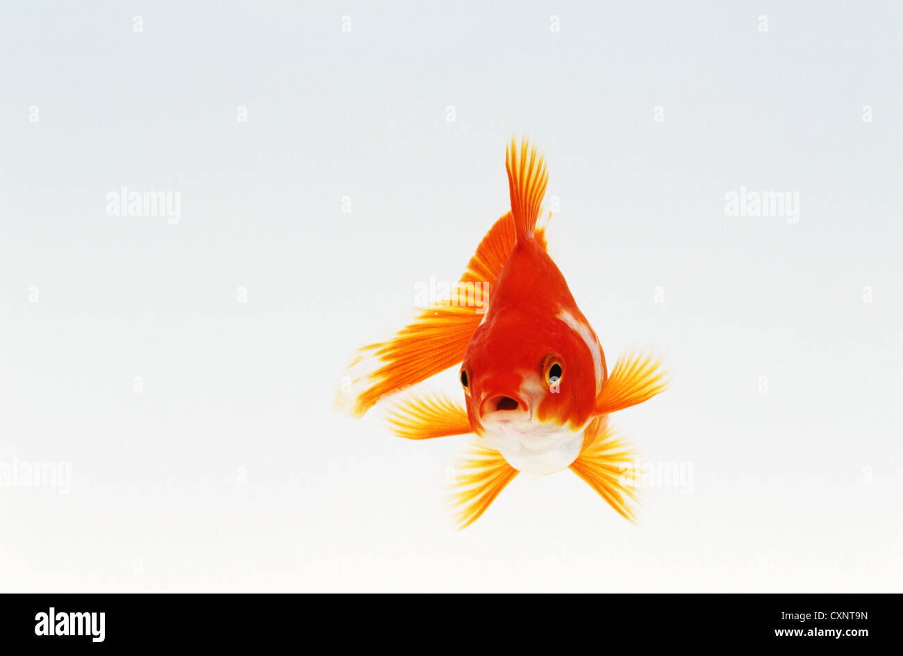 Goldfish on White Background Stock Photo