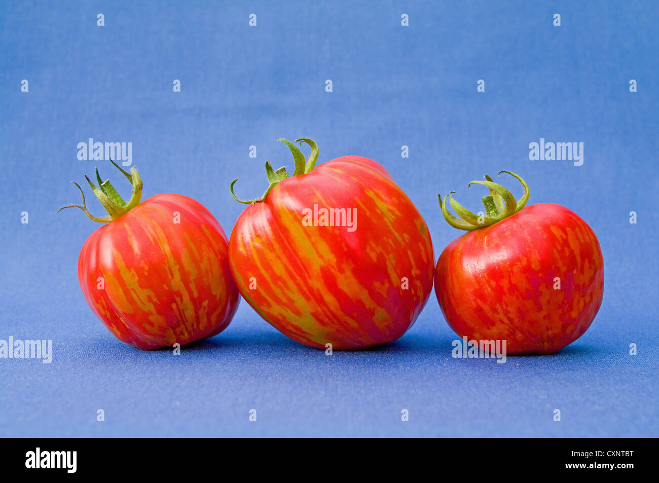 Still life studio shot: close up of three red and yellow ripe Striped Stuffer tomatoes arranged against a blue background Stock Photo
