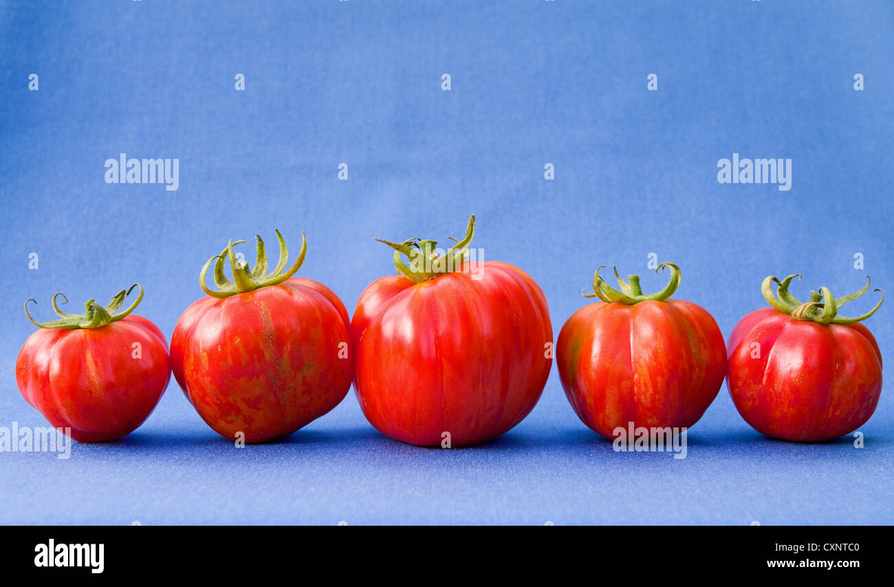 Still life studio shot: close up of five red and yellow ripe Striped Stuffer tomatoes arranged against a blue background Stock Photo