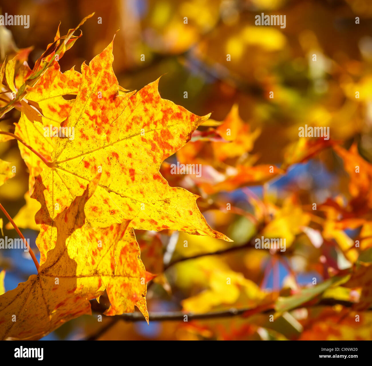 Autumn background with yellow and orange maple leaves Stock Photo - Alamy