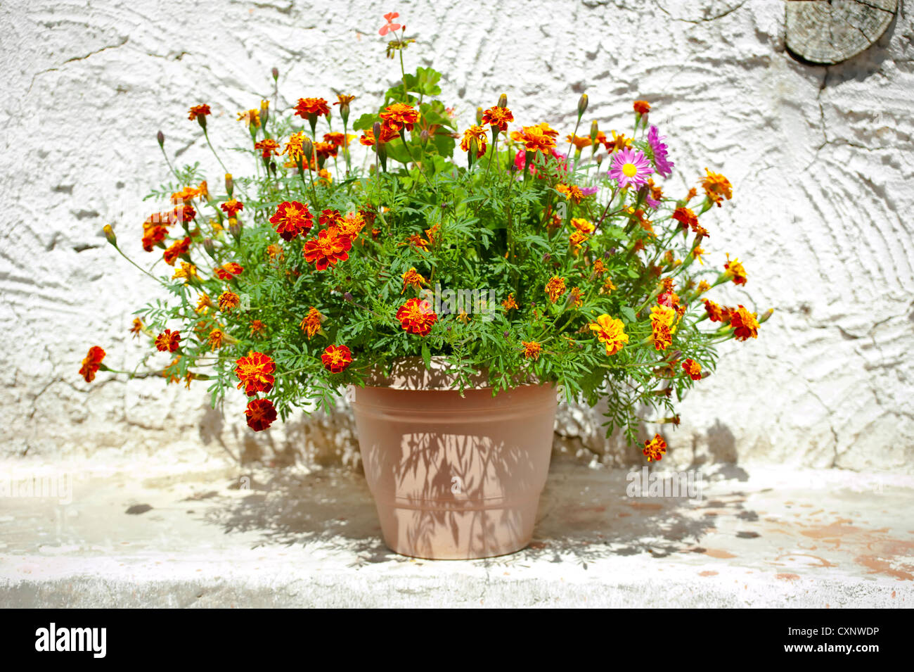 Garden flower pot with growing tagetes (french marigolds) stands outdoors near house wall at village Stock Photo