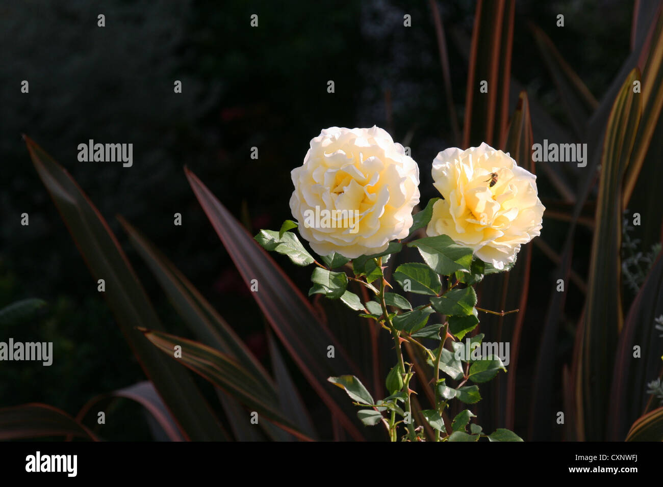 Yellow centers hires stock photography and images Alamy