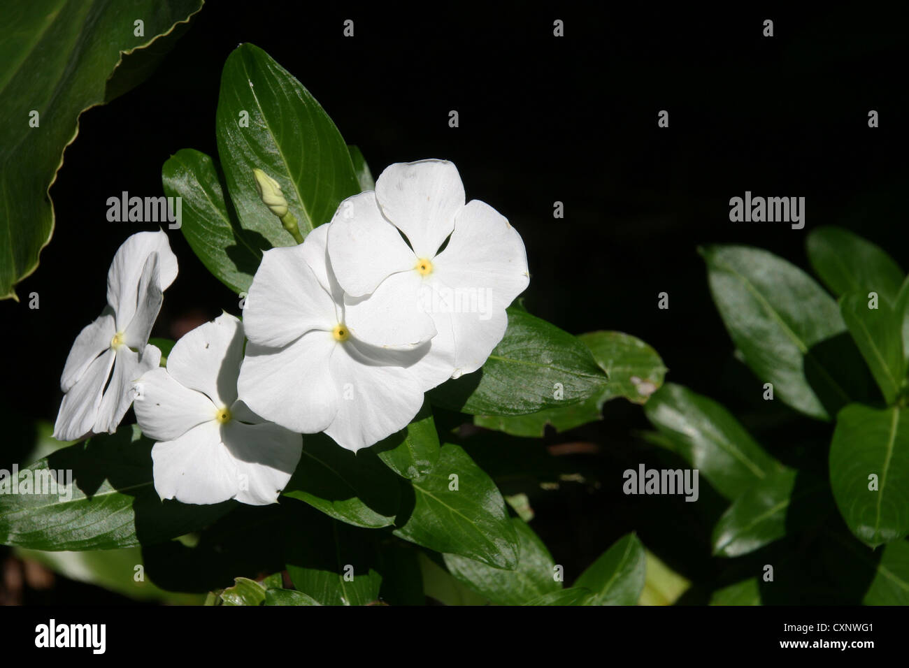 Photo of white impatiens flowers with dark green foliage against a dark