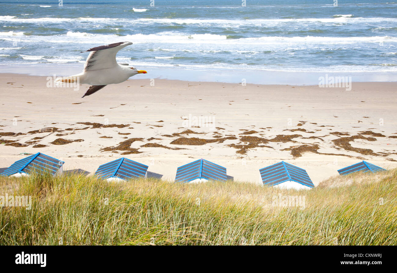Dutch little houses on beach with seagull in De Koog Texel, The Netherlands Stock Photo