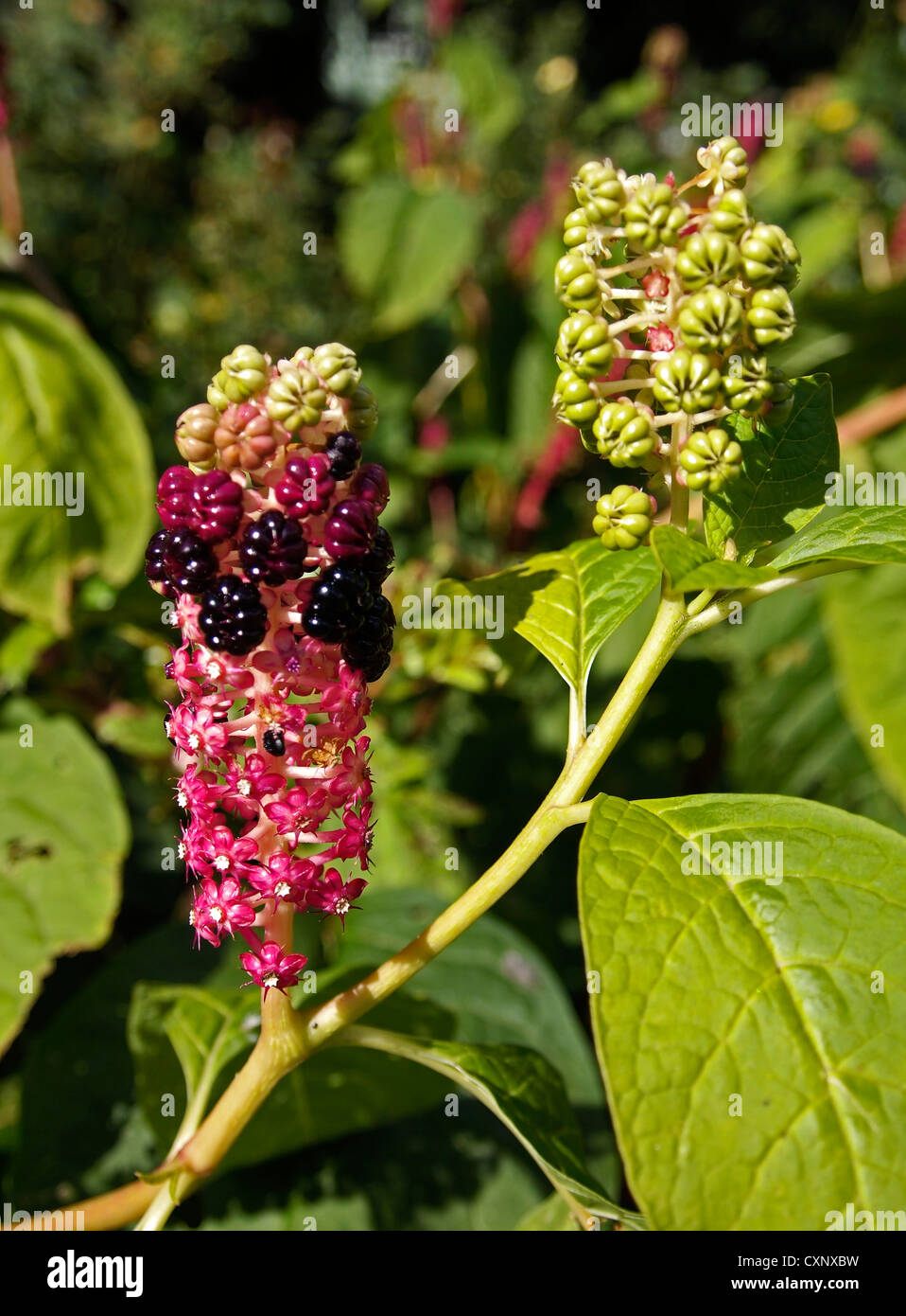 Clethra alnifolia Ruby Spice flowers and developing seed heads Stock Photo