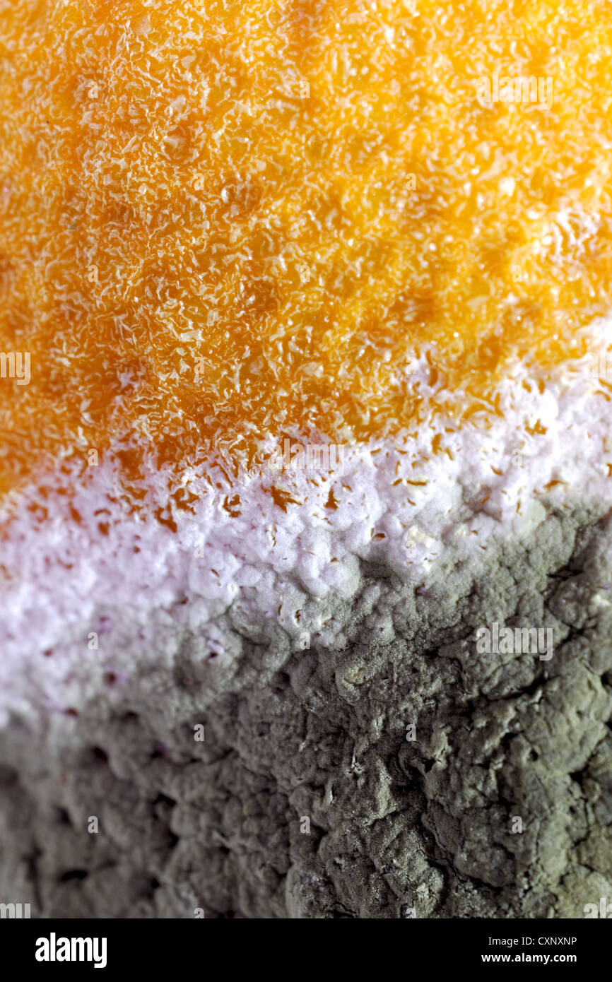 Some Penicillium and Aspergillus molds on lemon fruit Stock Photo Alamy