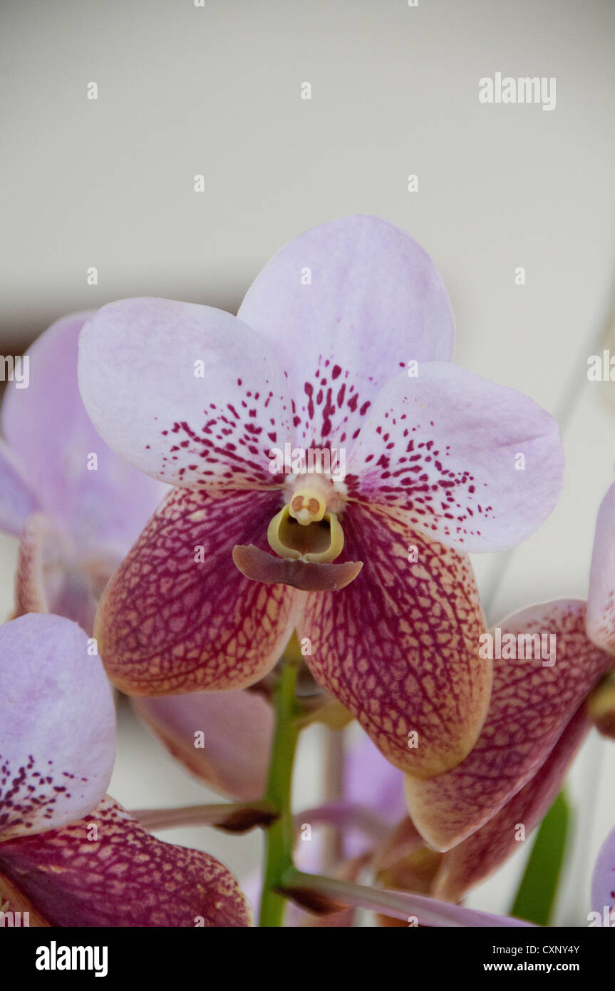 Vanda Sanderiana Orchid Stock Photo