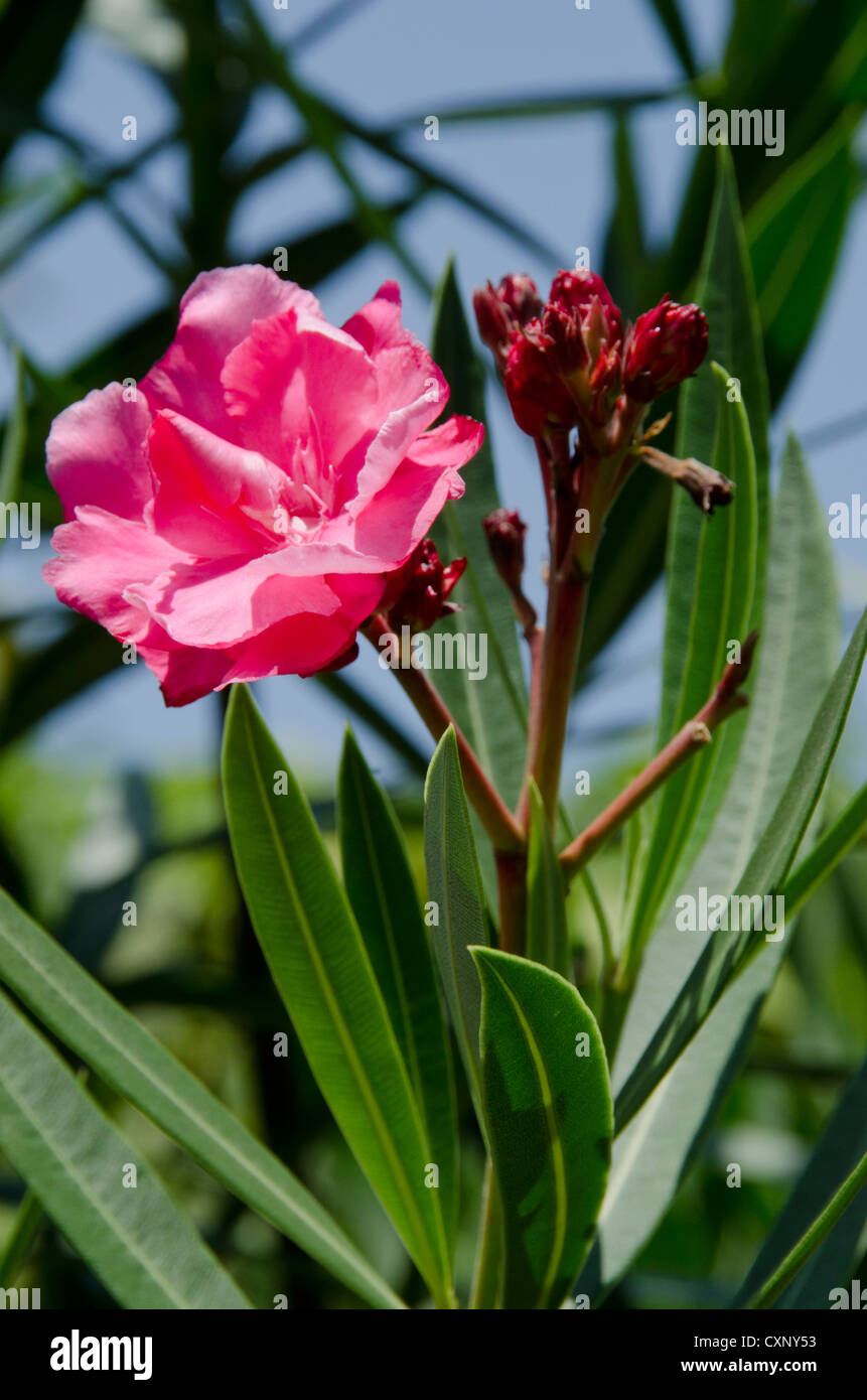 Pink Nerium Oleander Flowers Stock Photo Alamy Pink Nerium Oleander Flowers Stock Photo Alamy