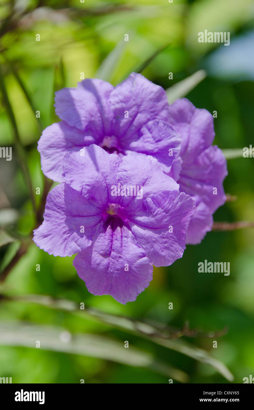 Plant flower study hi-res stock photography and images - Alamy
