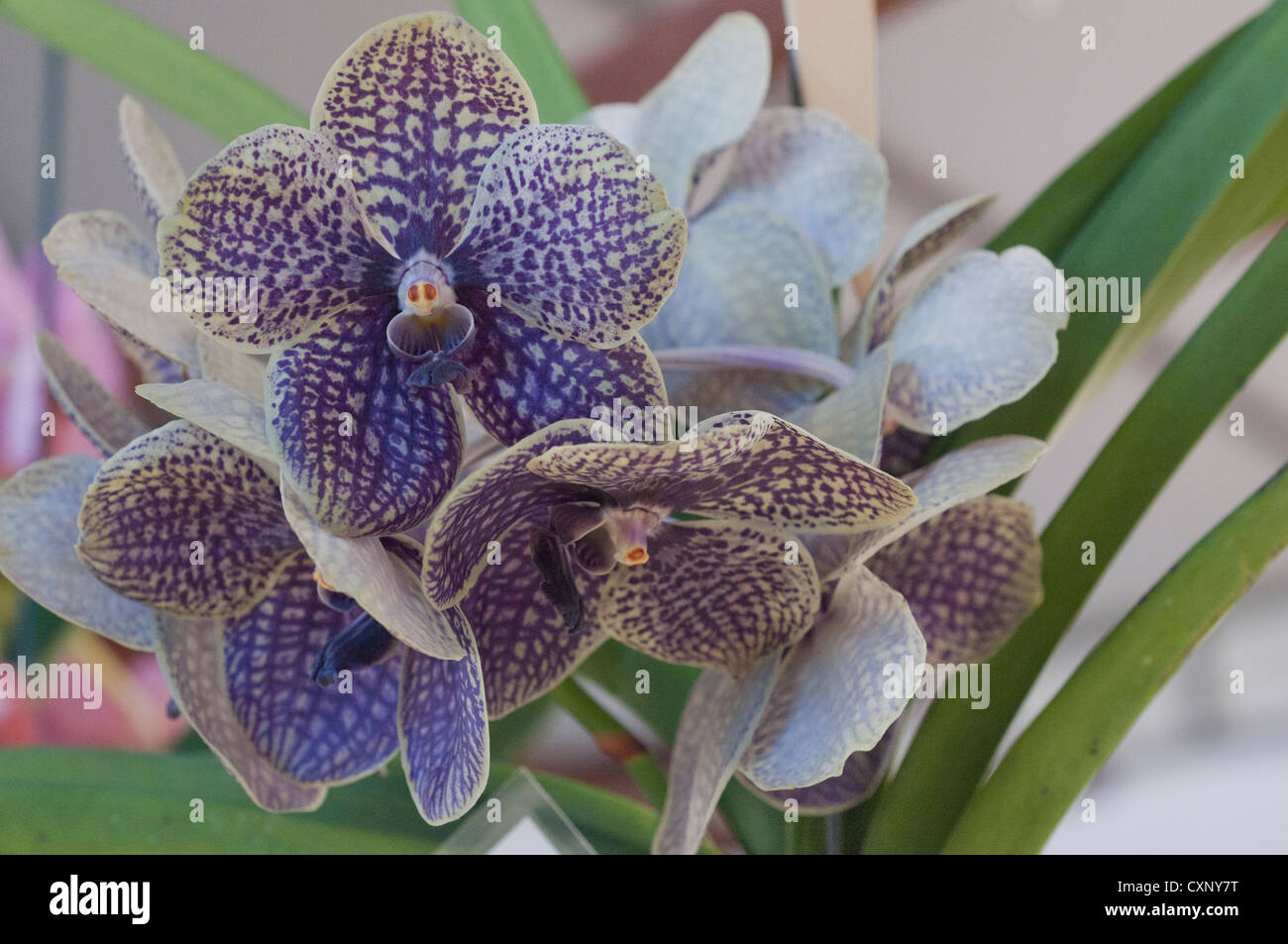 Vanda Azul Orchid Stock Photo