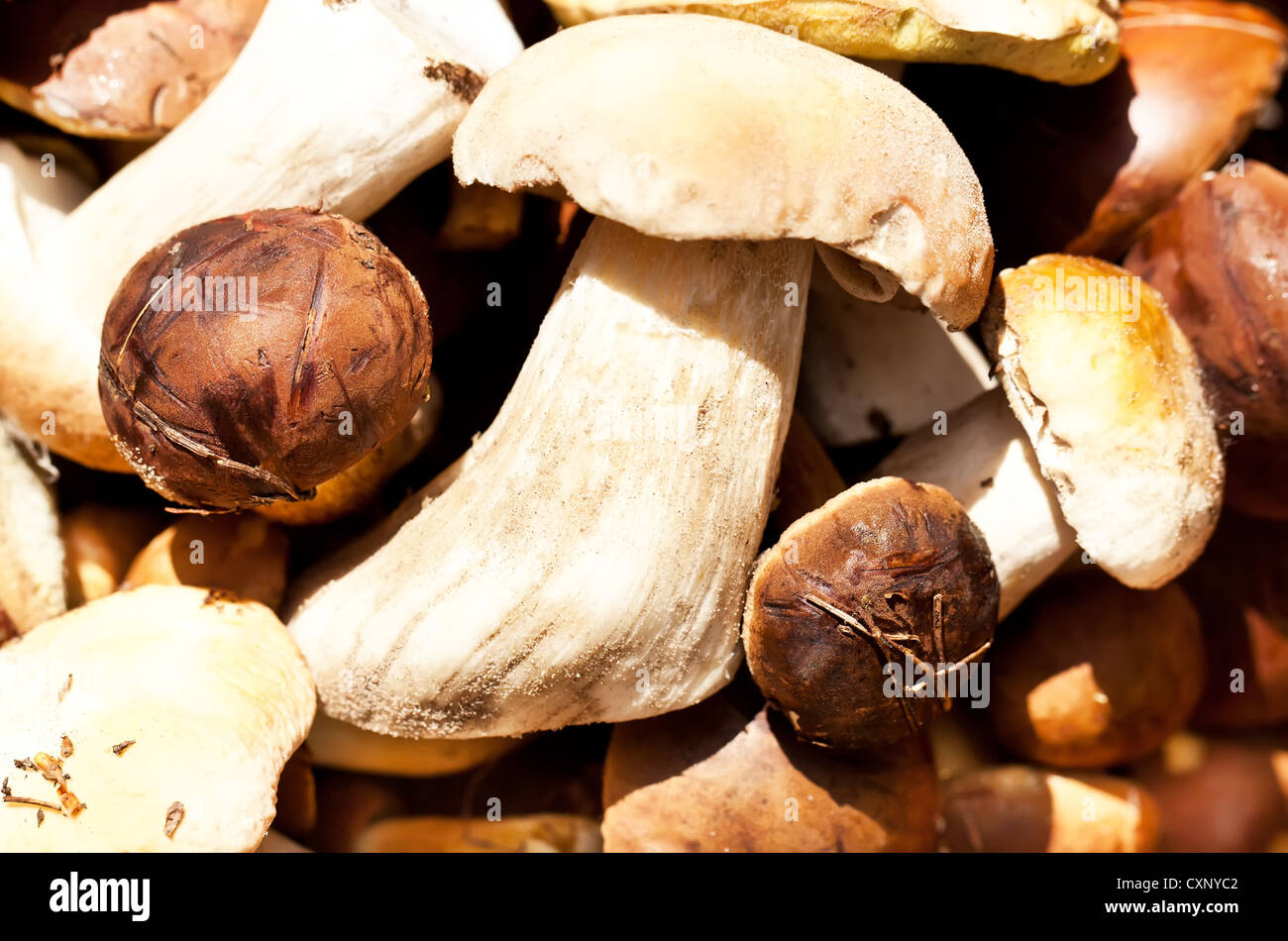 Autumn mushrooms mix background Stock Photo