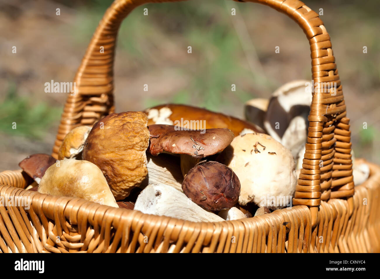 Basket with different autumn mushrooms Stock Photo