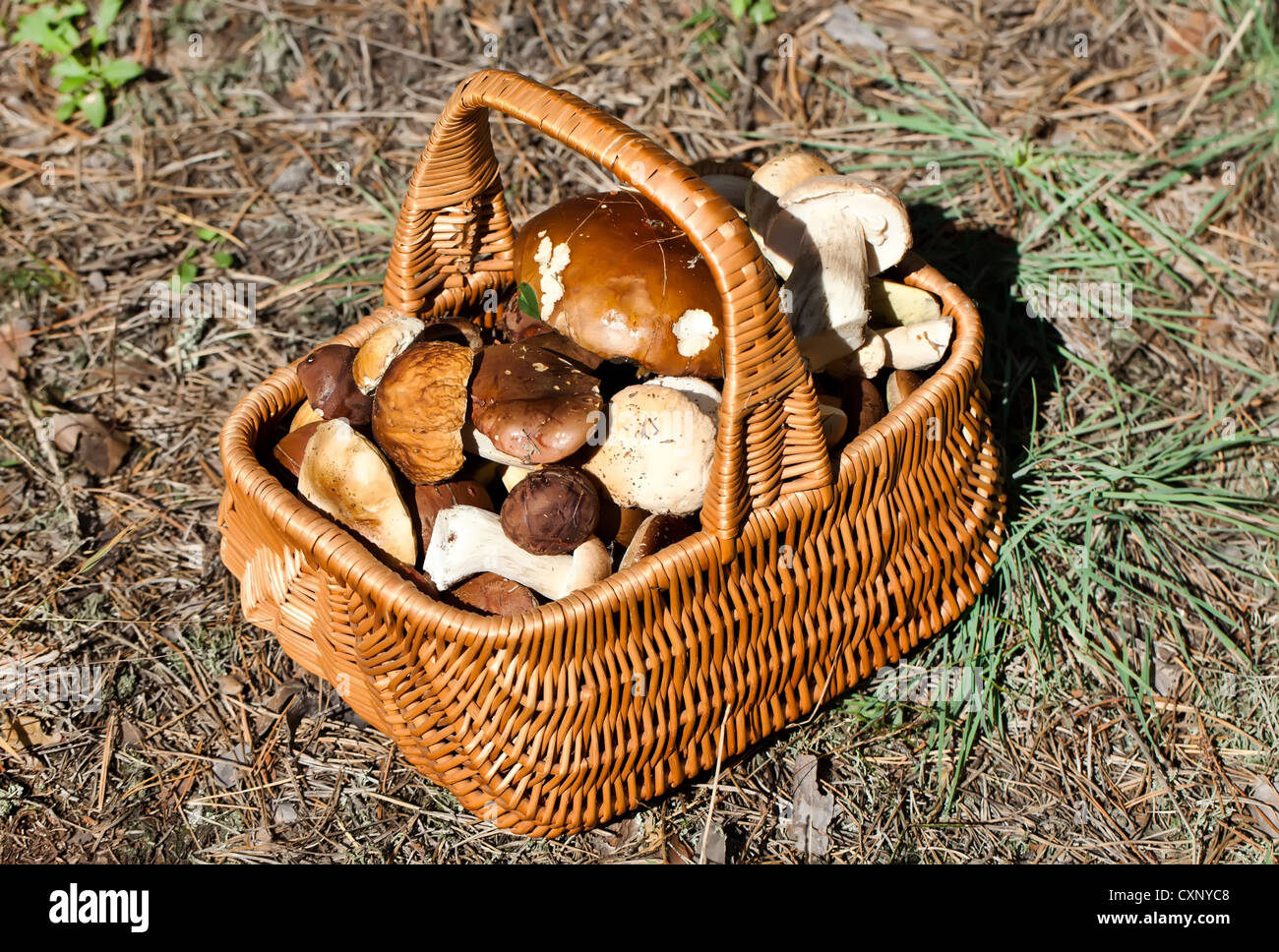 Basket with different autumn mushrooms in forest Stock Photo
