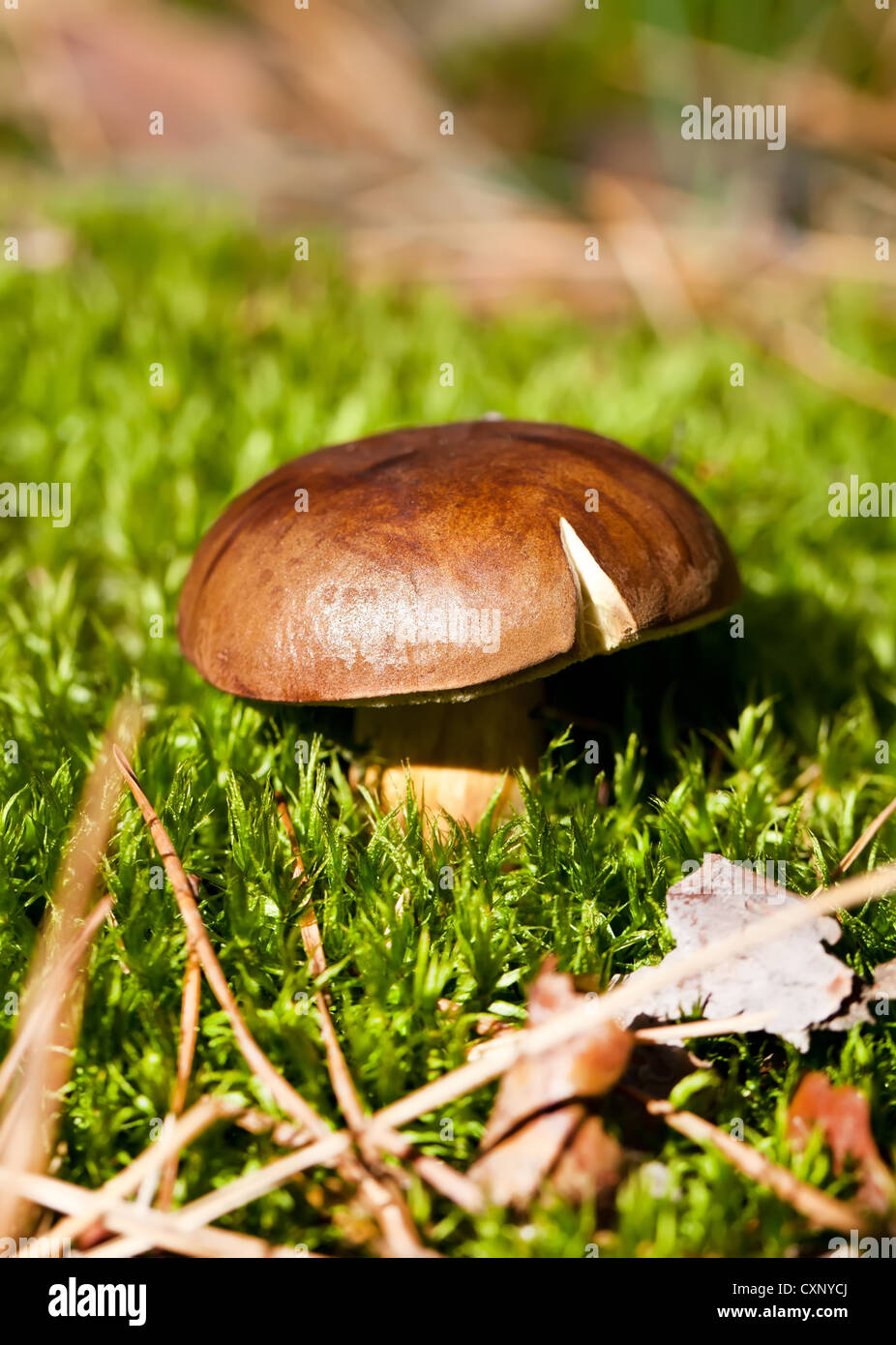 Brown cep mushroom in green moss in forest Stock Photo