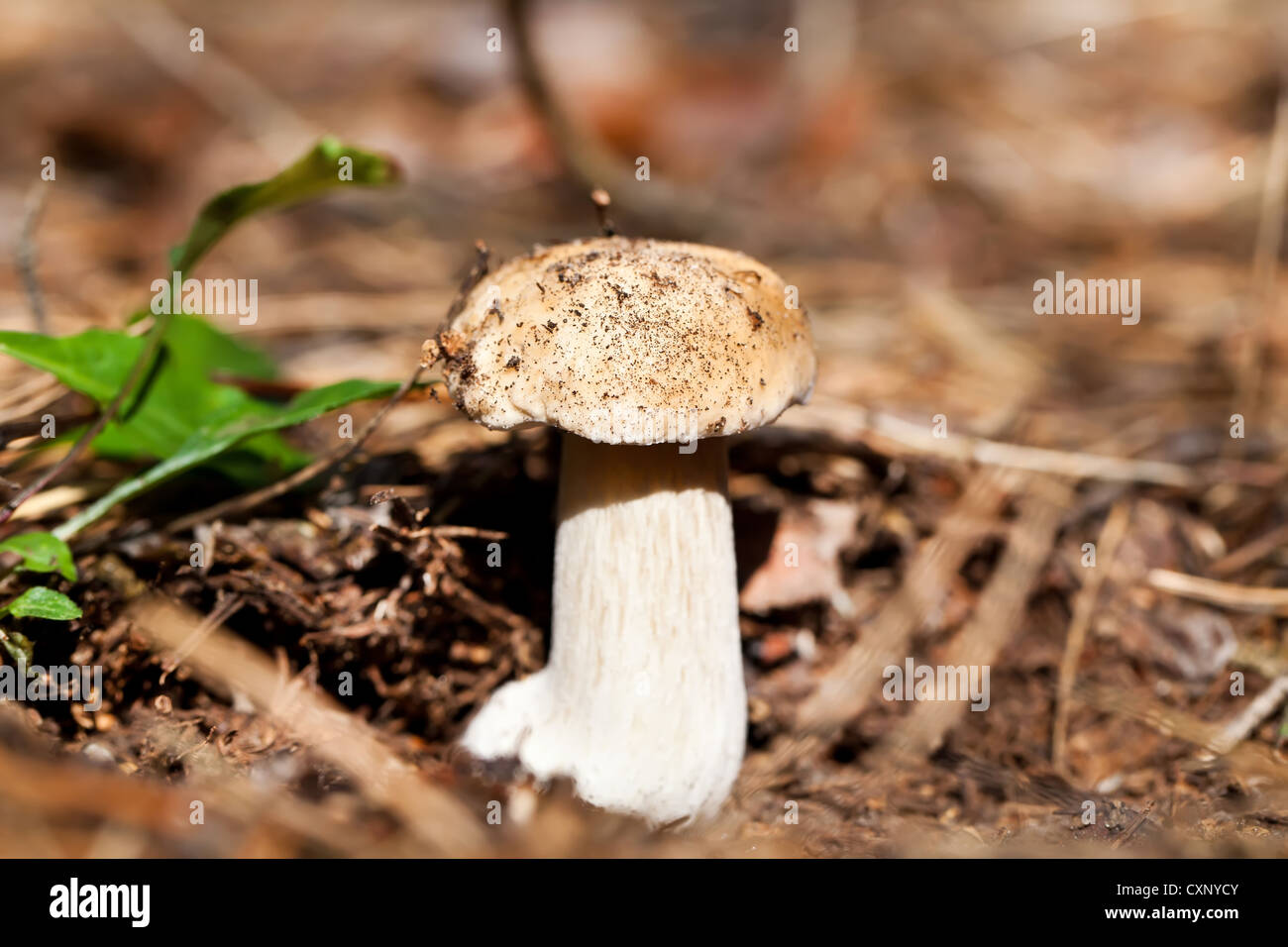 Cep mushroom in forest close view Stock Photo