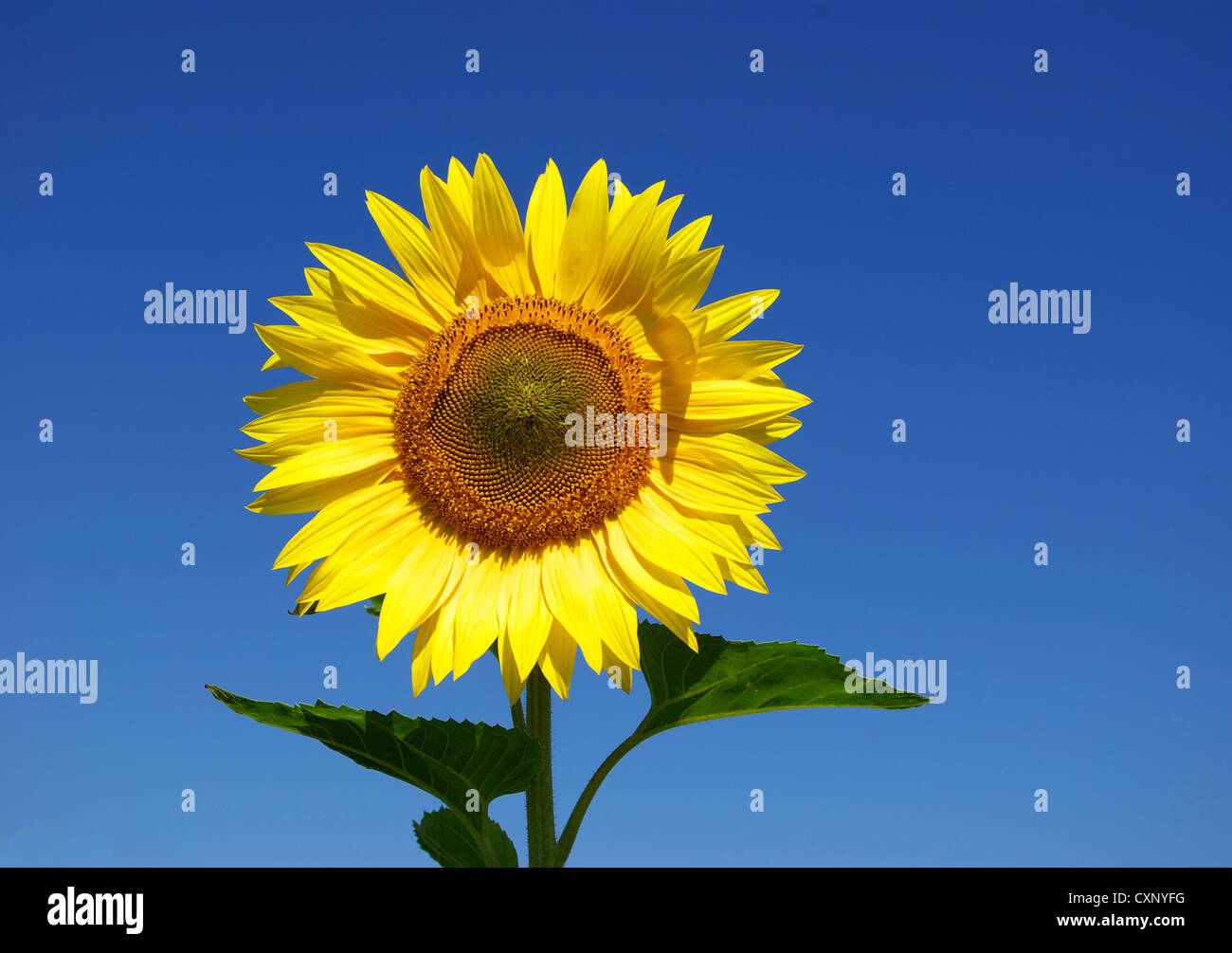 yellow sunflower and blue sky background Stock Photo Alamy