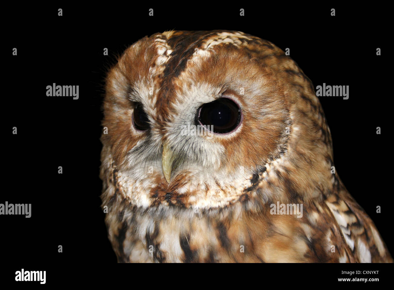 Captive Tawny Owl Strix aluco Stock Photo
