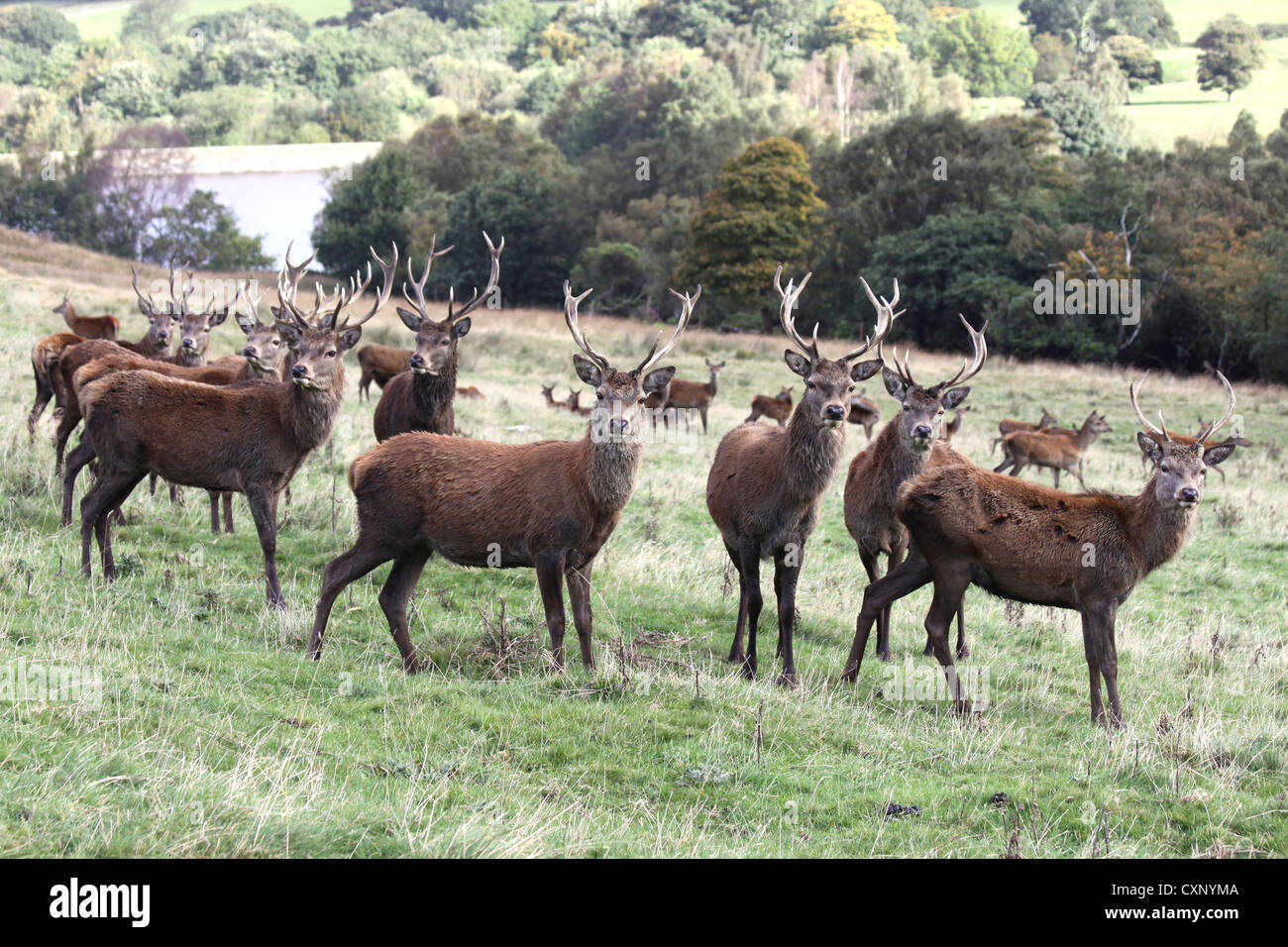 Heard Of Red Deer Cervus elaphus In Lyme Park, Cheshire, UK Stock Photo