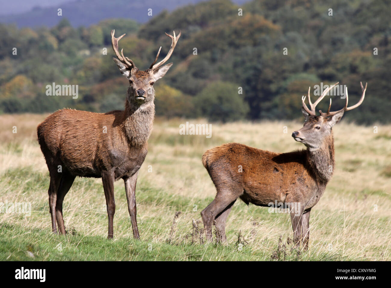 Two Young Red Deer Stags At Lyme Park, Cheshire, UK Stock Photo