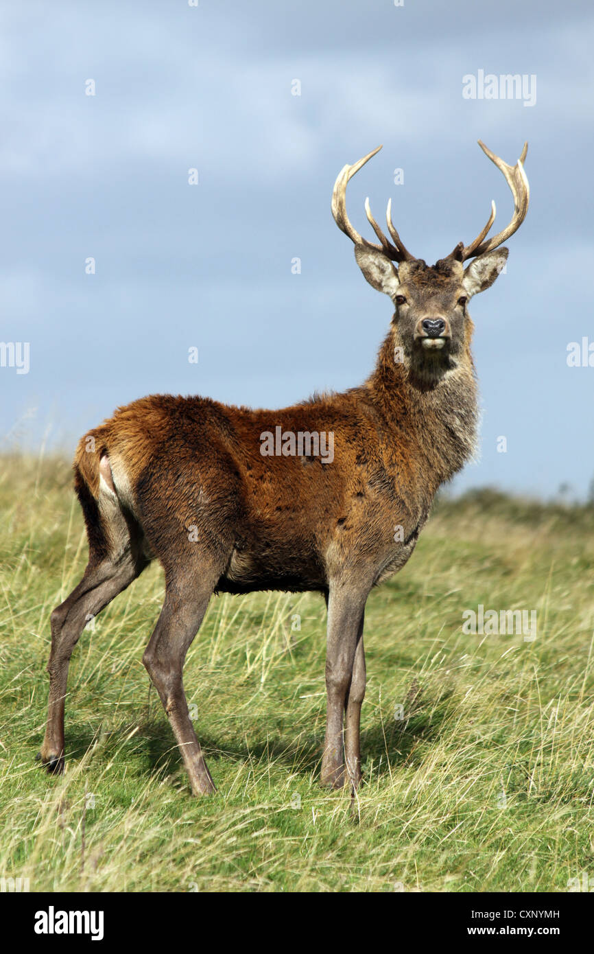 Lone Red Deer Standing Proud At Lyme Park, Cheshire, UK Stock Photo