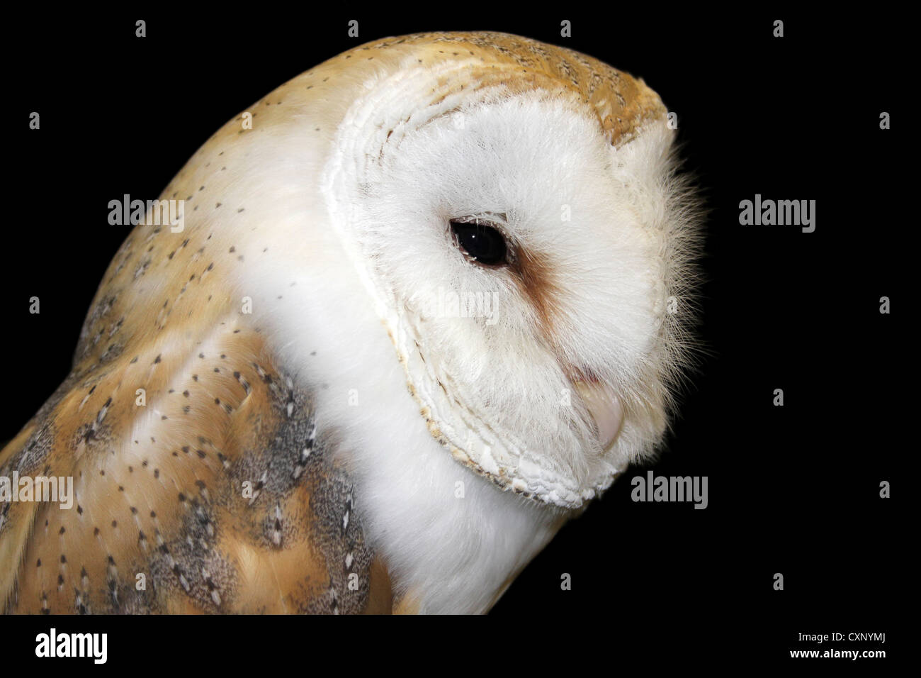 Close-up Of A Captive Barn Owl Tyto alba Stock Photo