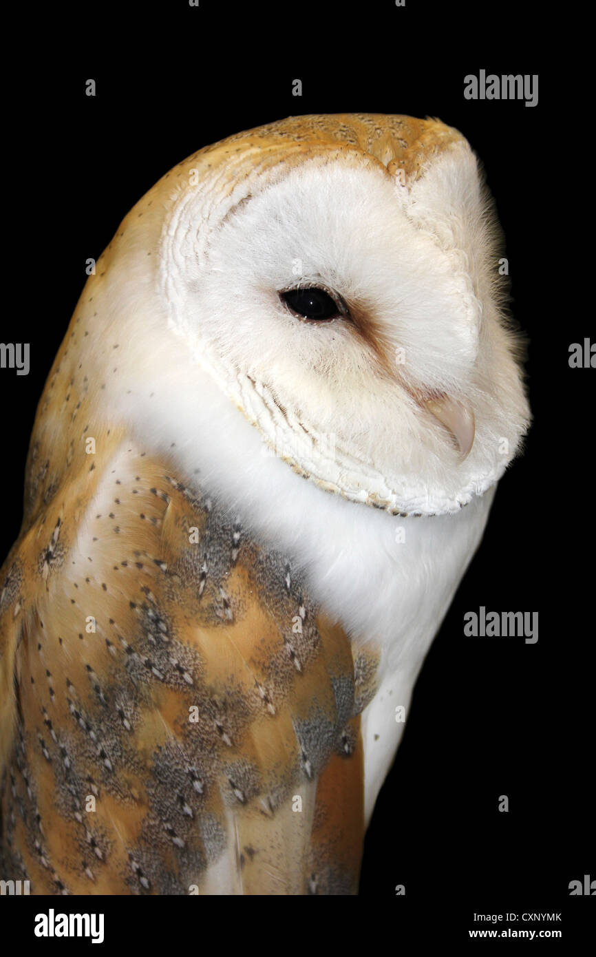 Close-up Of A Captive Barn Owl Tyto alba Stock Photo