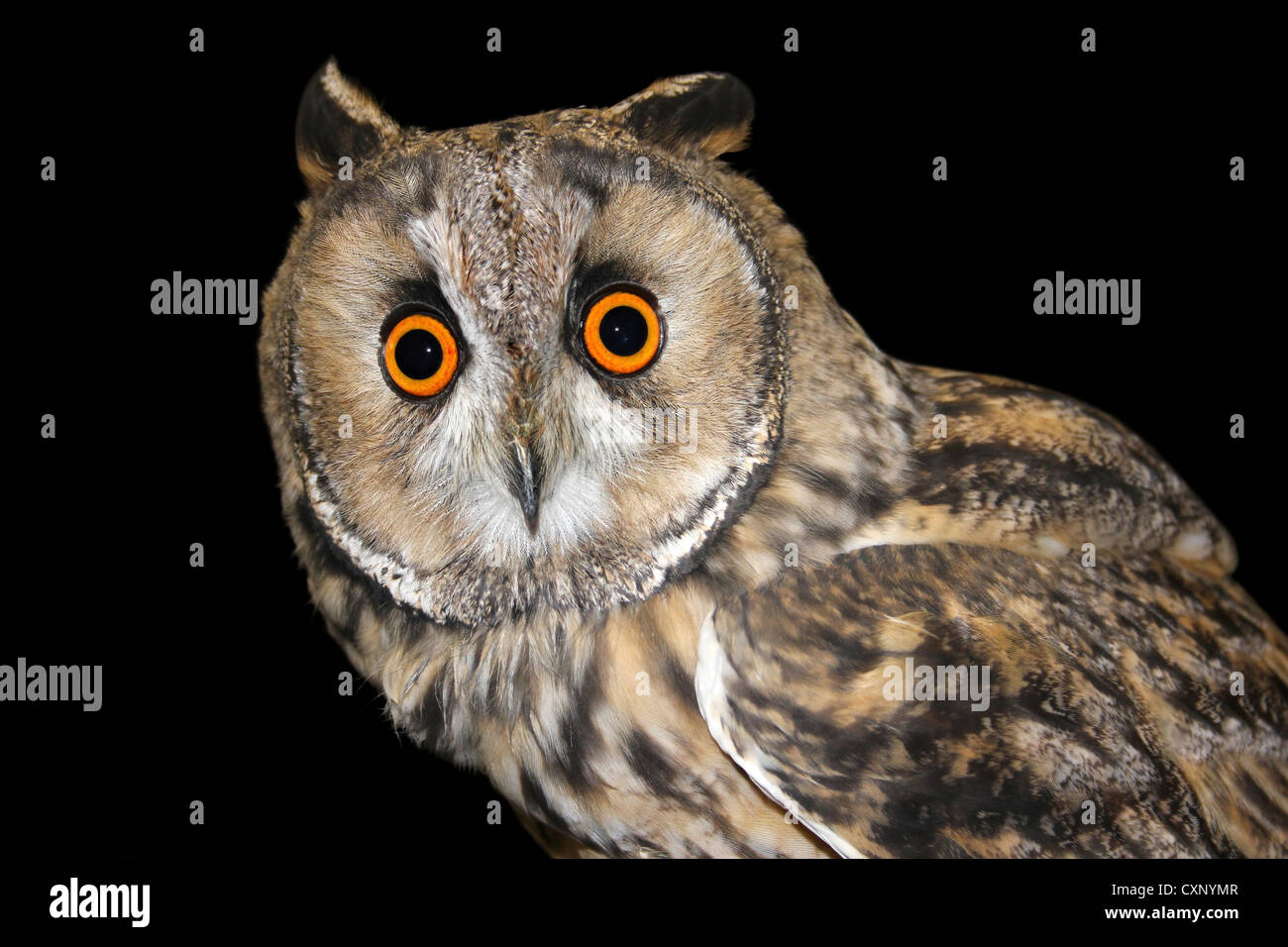 Close-up Of Captive Long-eared Owl Asio otus Stock Photo