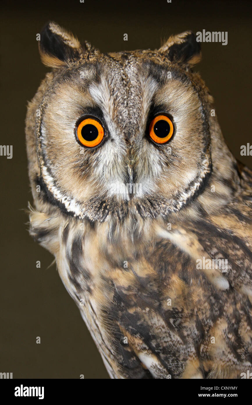 Long-eared Owl Asio otus Stock Photo