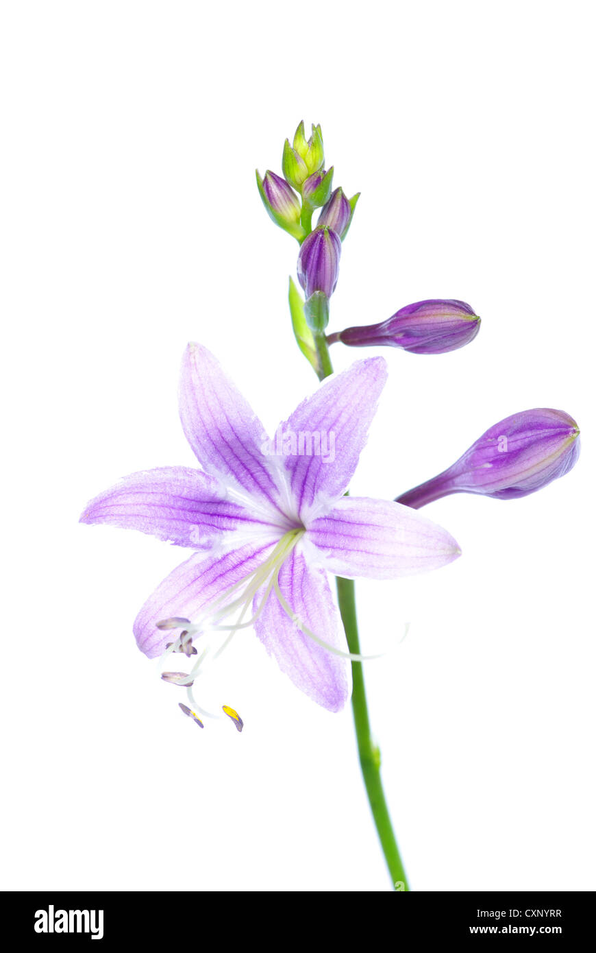 Light purple flowers hi-res stock photography and images - Alamy