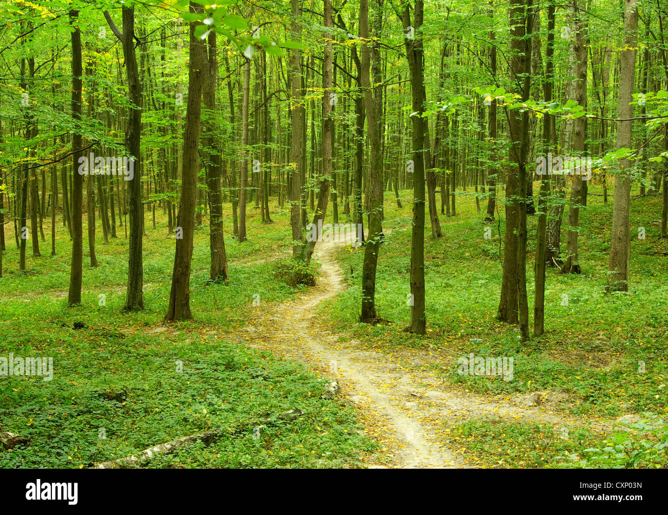 Sunny summer day in green forest Stock Photo - Alamy