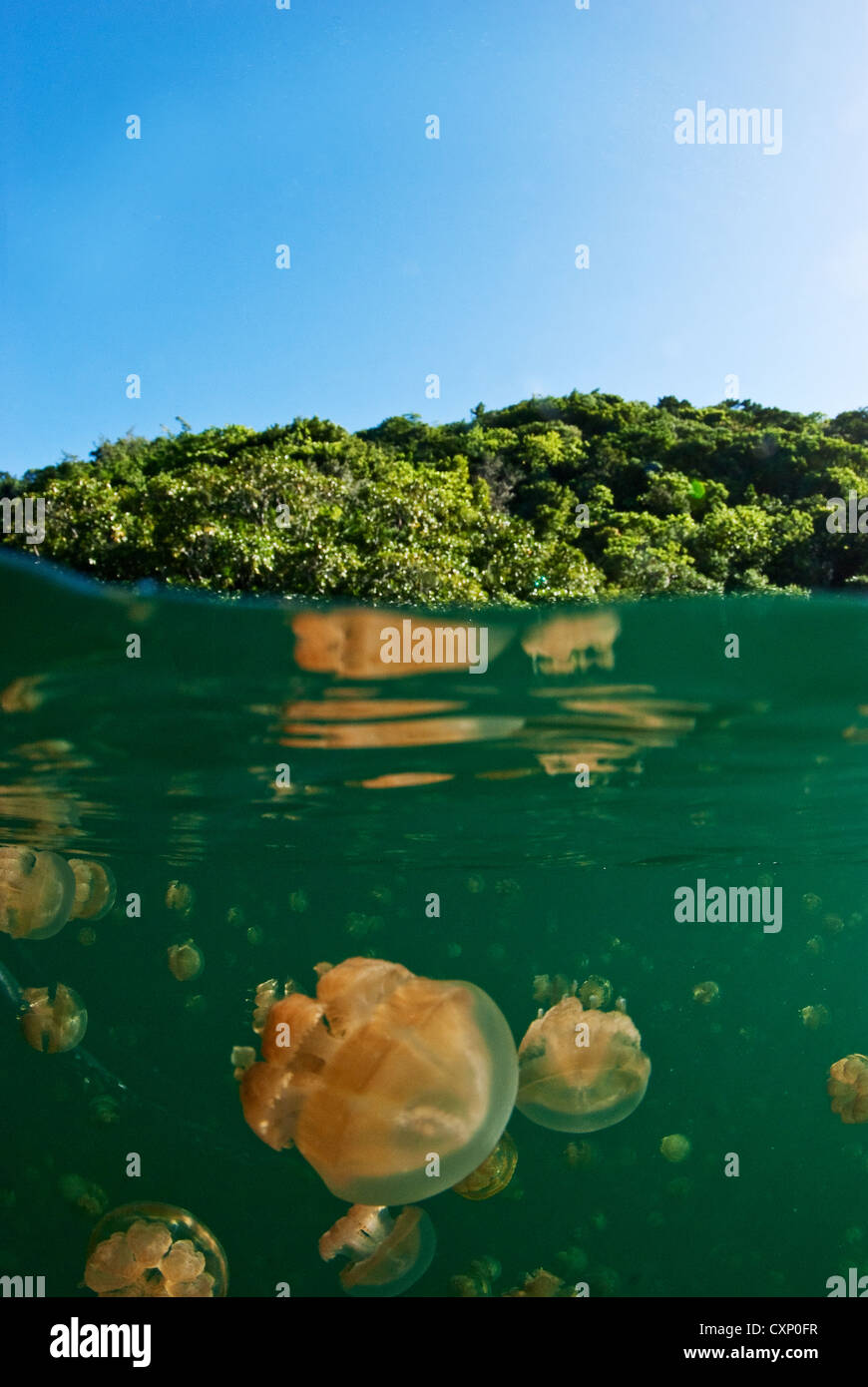 Jellyfish Lake, Palau Stock Photo