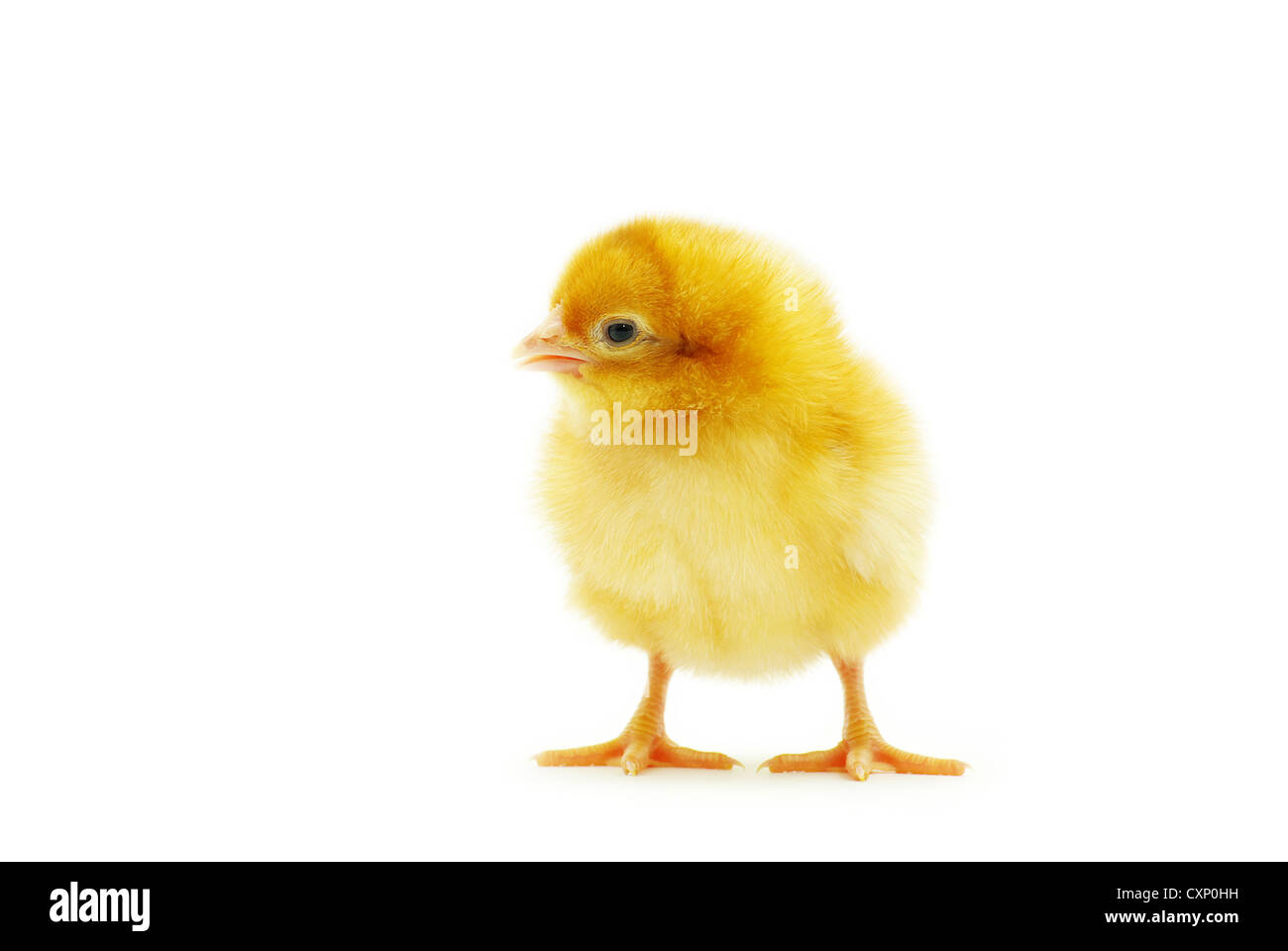 Cute little baby chicken isolated on white background Stock Photo