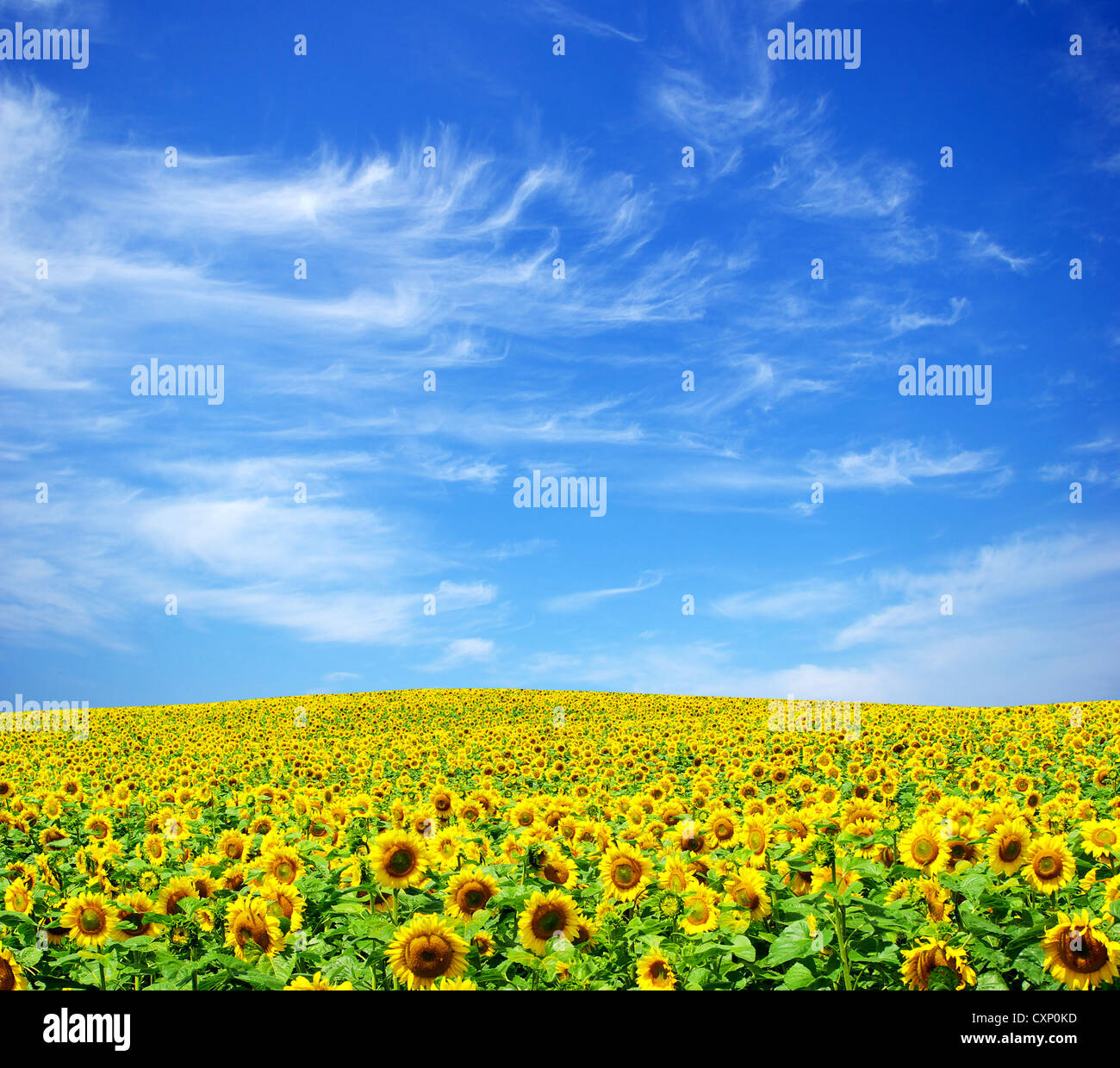 sunflower field over cloudy blue sky Stock Photo - Alamy