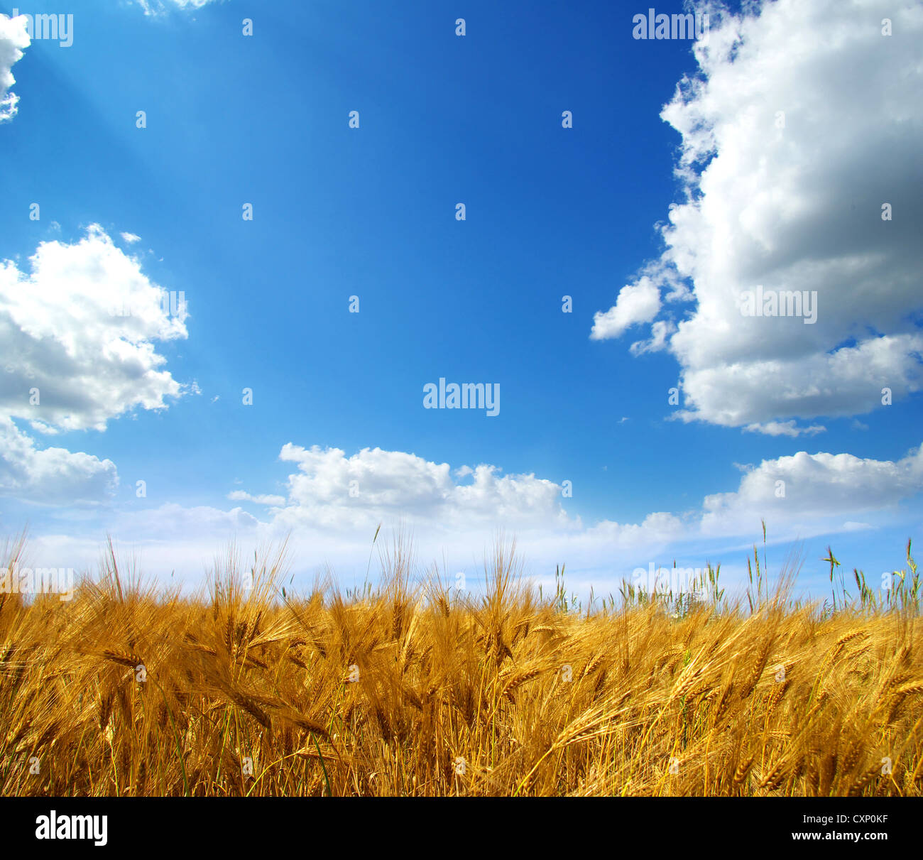 Wheat ears against the blue sky Stock Photo - Alamy