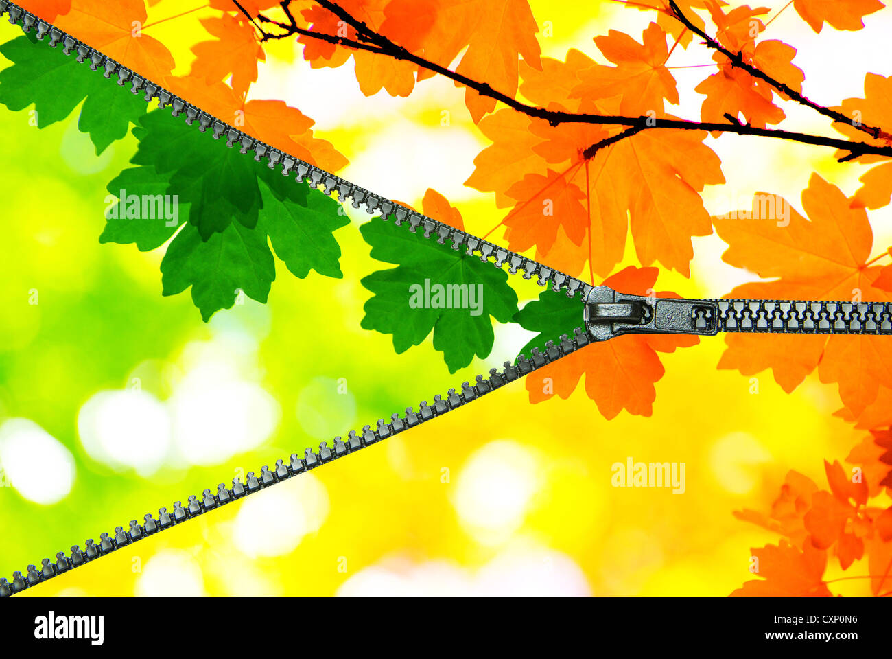 green leaves and autumn leaves background in sunny day Stock Photo