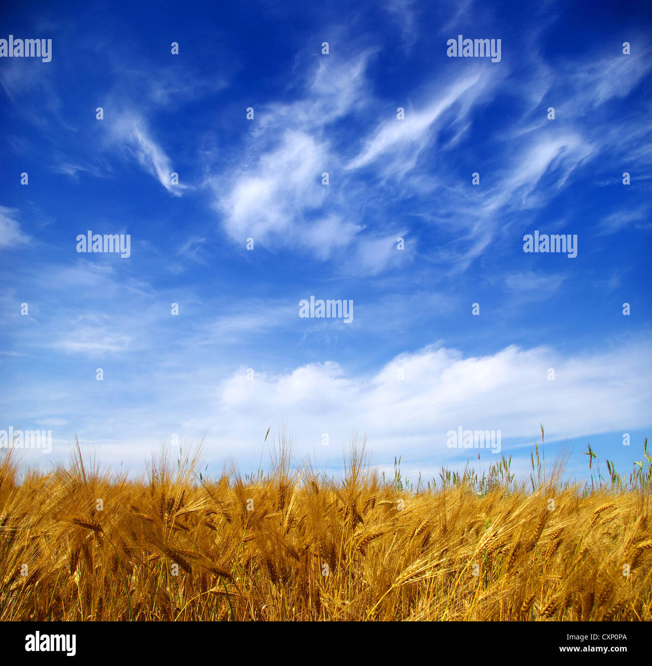 Wheat ears against the blue sky Stock Photo - Alamy