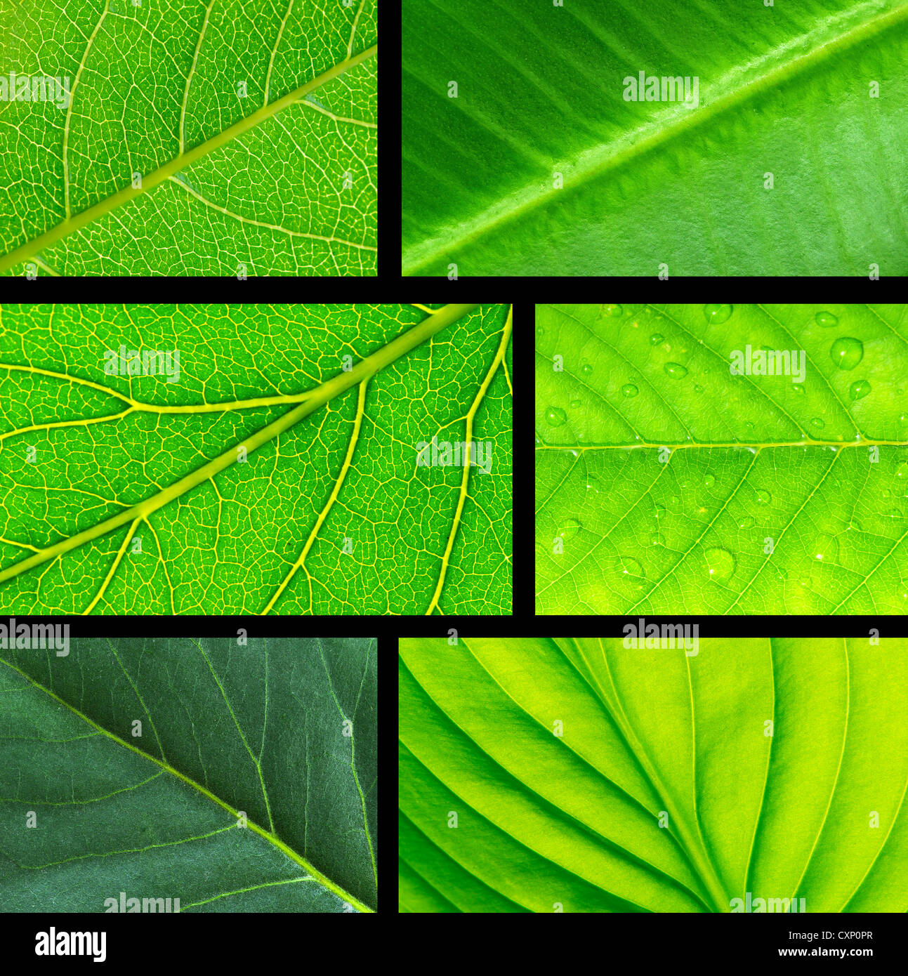 structure of leaf natural background Stock Photo