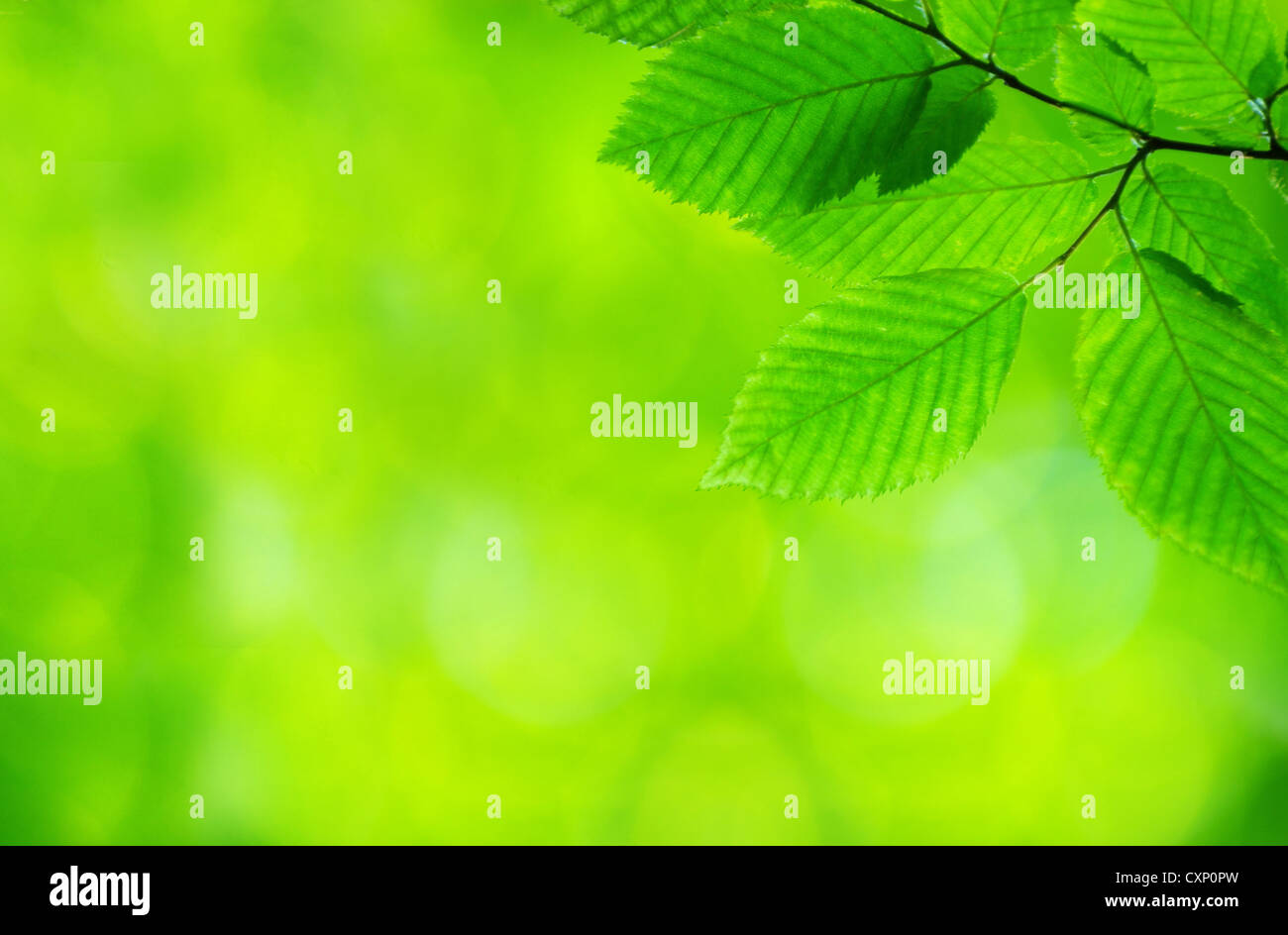 green leaves background in sunny day Stock Photo