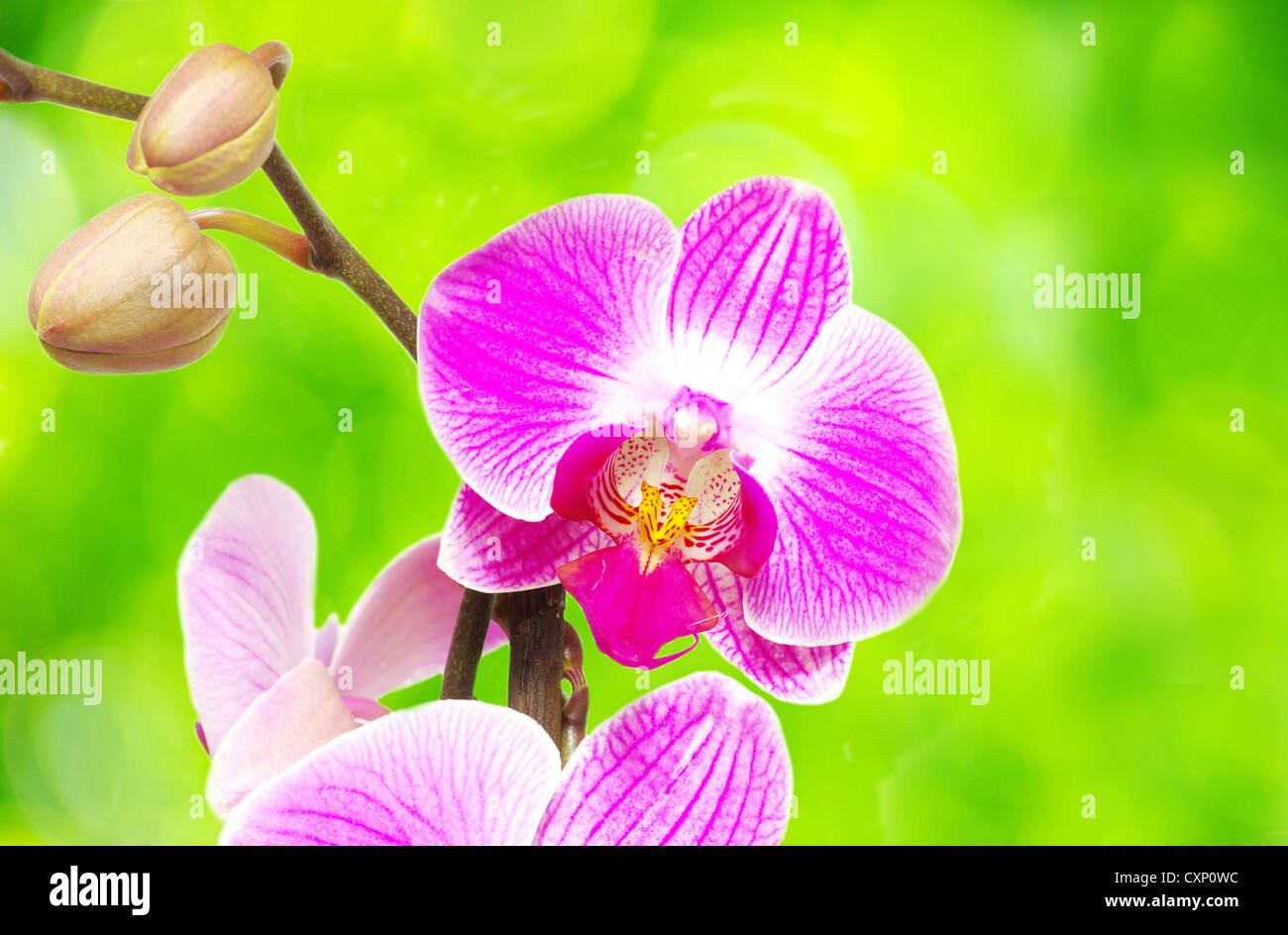 Pink orchid isolated on a green background Stock Photo