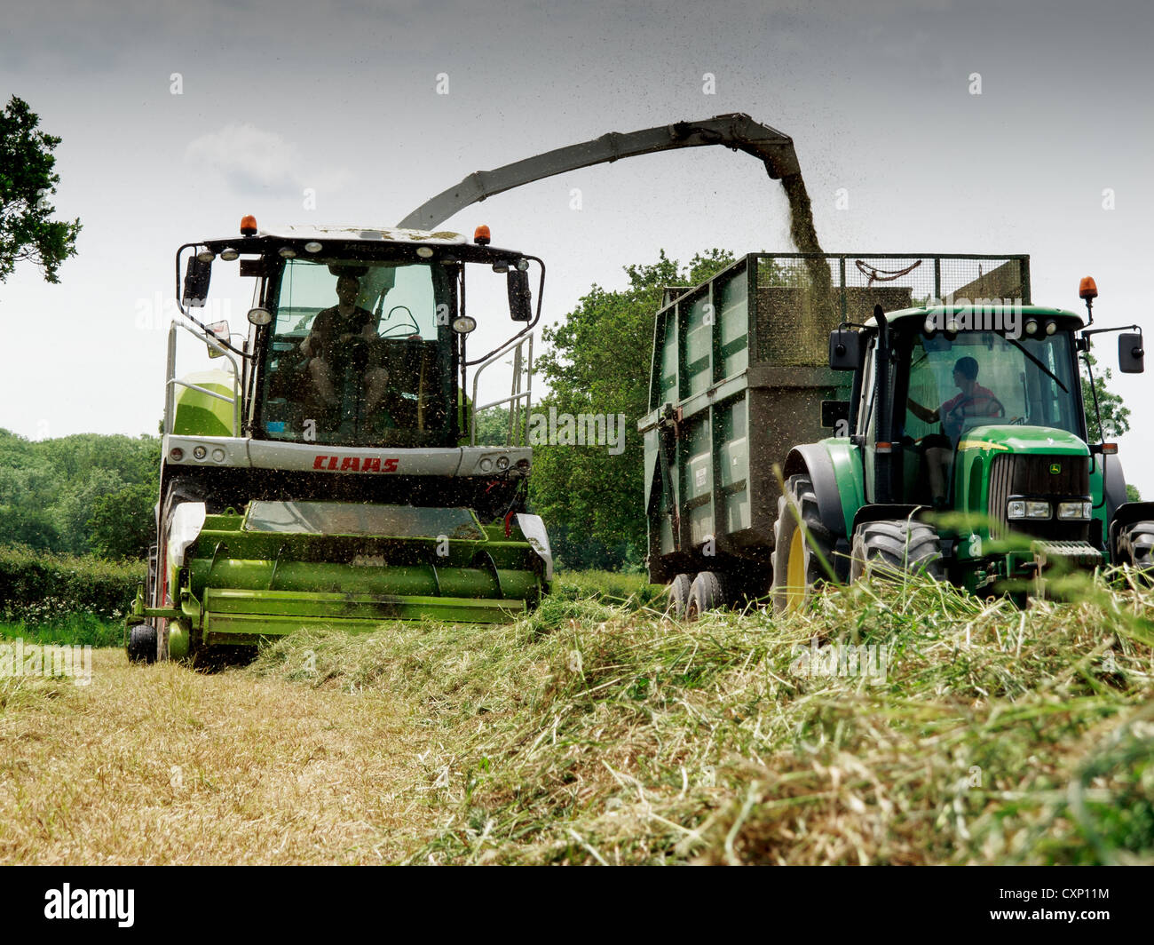 A Claas jaguar Forage harvester, picking up the grass and putting in a trailer for it to be taken to the silage heap Stock Photo